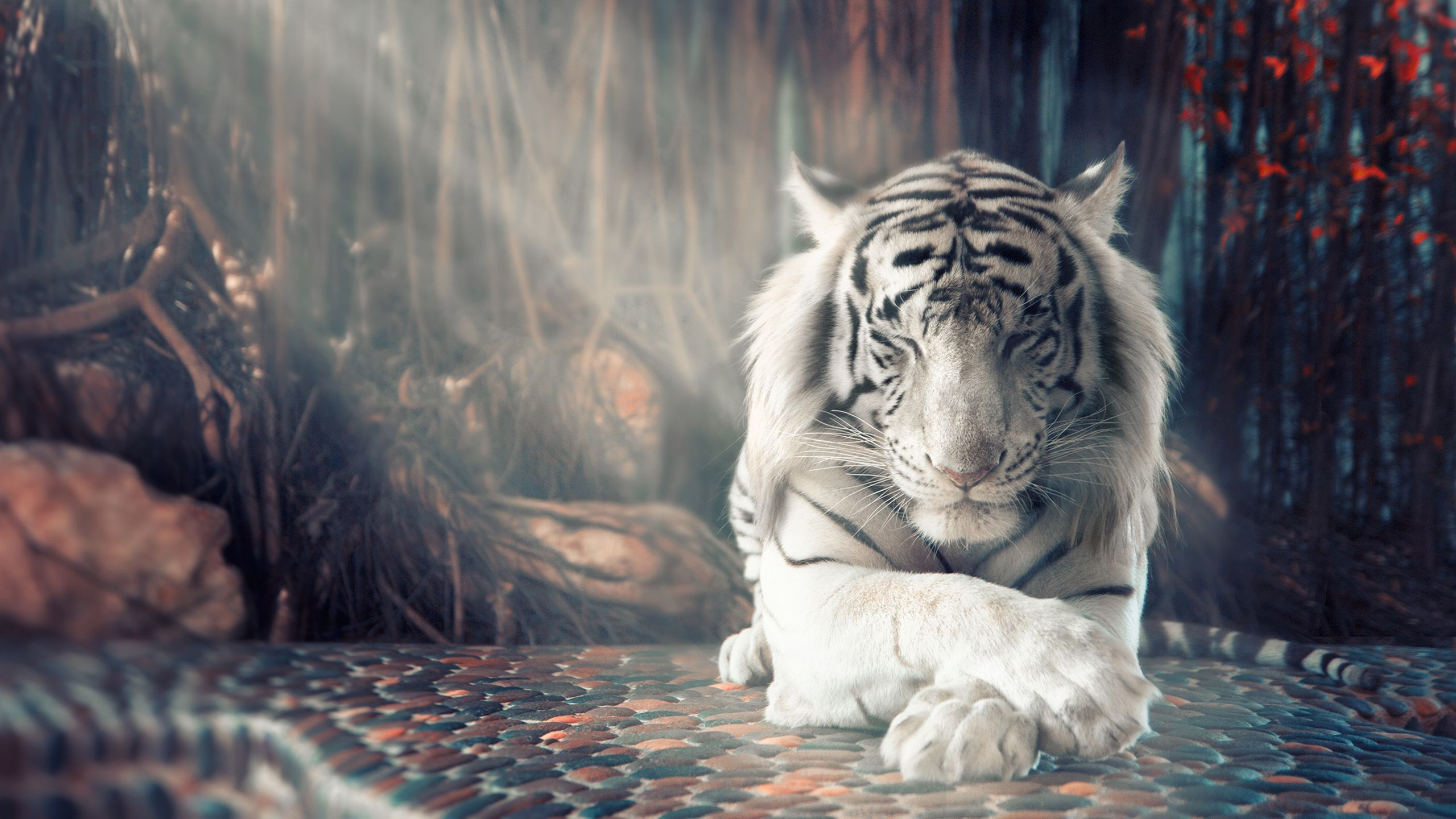 2560x1440 White Tiger | White tiger, Tiger, Animals
