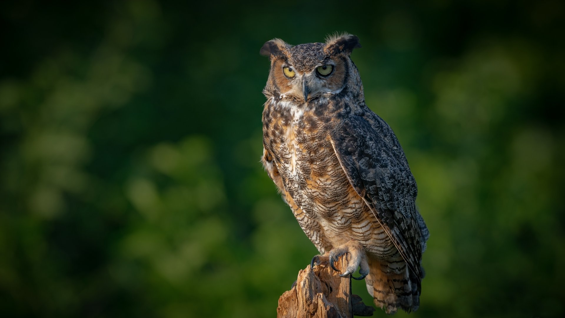 1920x1080 Eurasian Eagle-Owl HD Wallpapers and Backgrounds