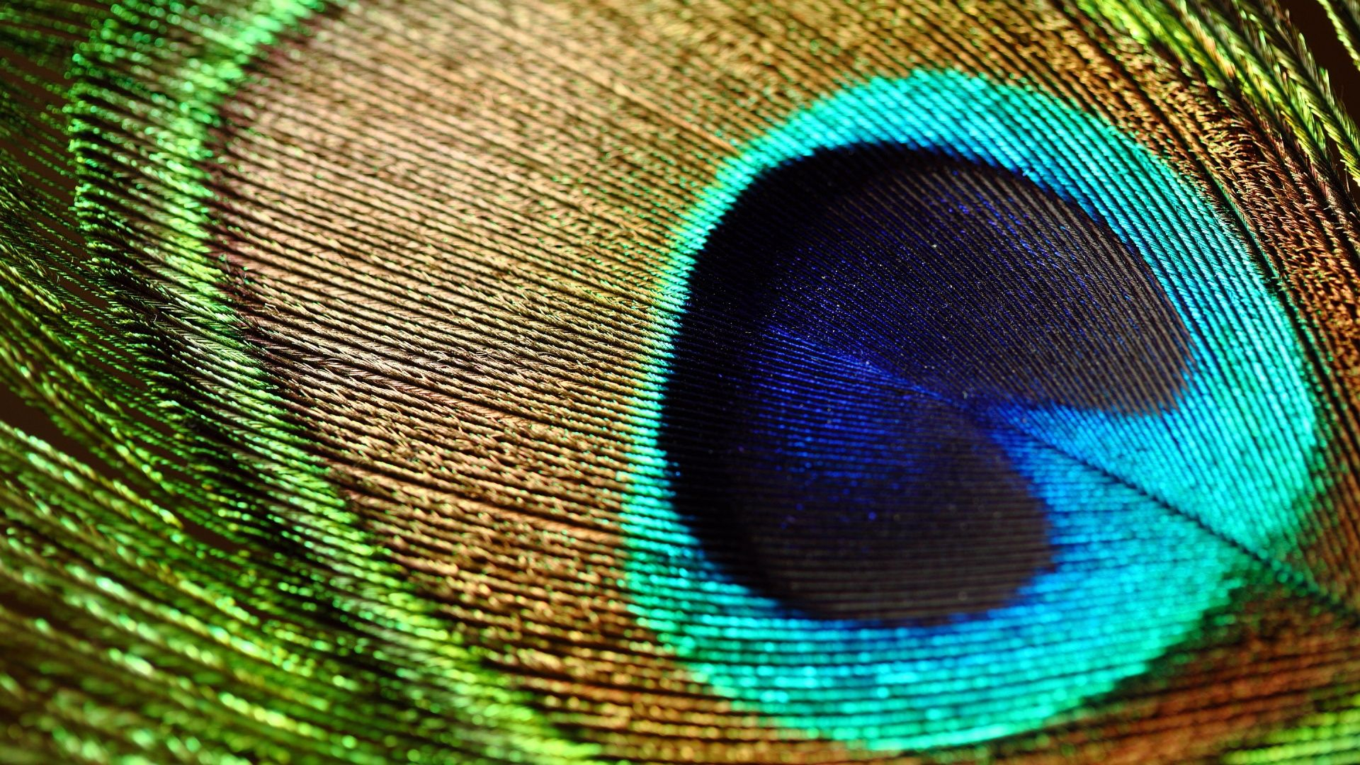 1920x1080 peacock feather [1920X1080] | Feather wallpaper, Beautiful wallpaper hd, Peacock feathers