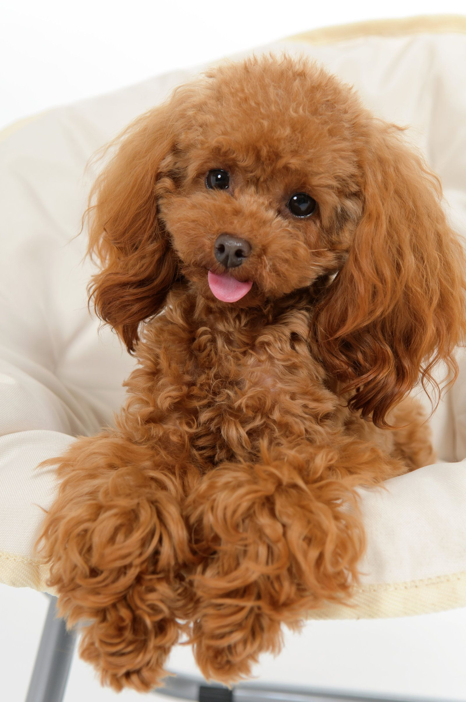 1600x2409 Cuddly Poodle Wallpapers by bubupoodle on deviantART | Poodle haircut, Poodle grooming, Dog training