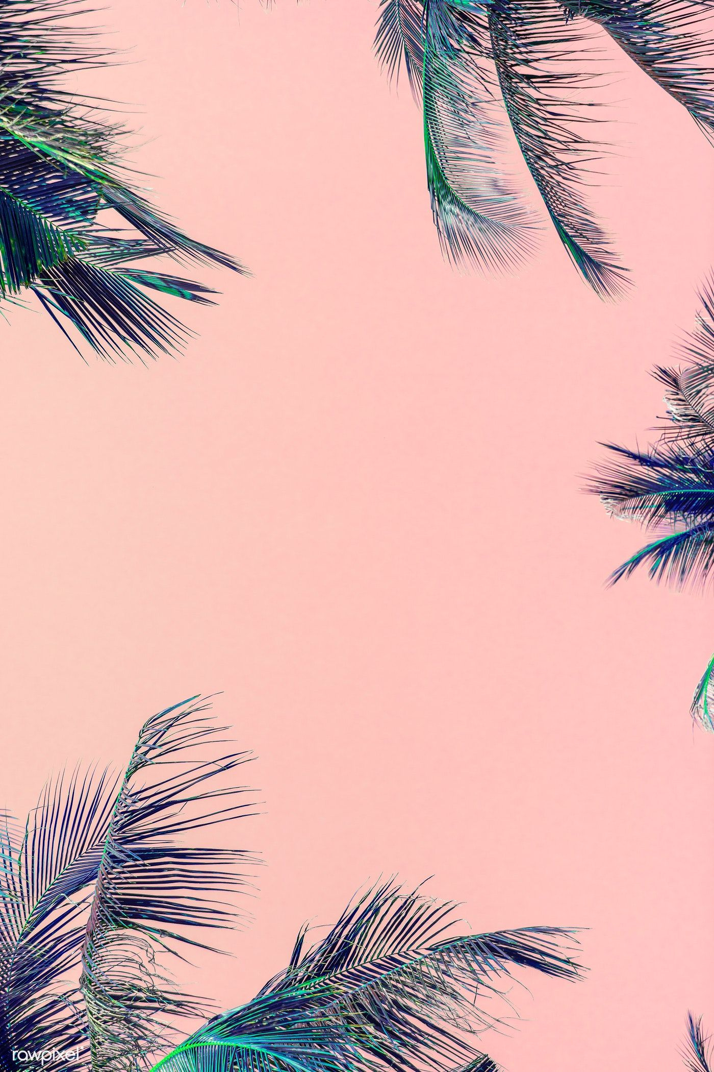 1400x2100 Tropical green palm leaves on pink background | free image by / Awirwreckkwrar | Palm leaf wallpaper, Iphone wallpaper tropical, Wallpaper