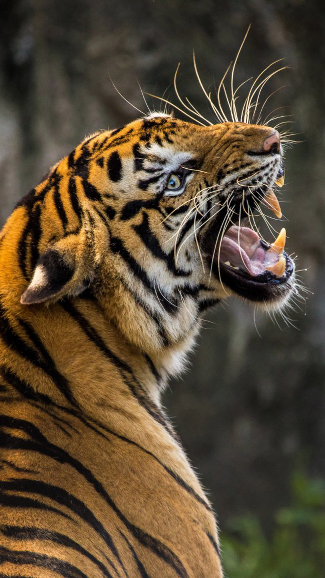 1080x1920 Roaring Tiger 4K Ultra HD Mobile Wallpaper | Tiger wallpaper, Tiger pictures, Tiger images