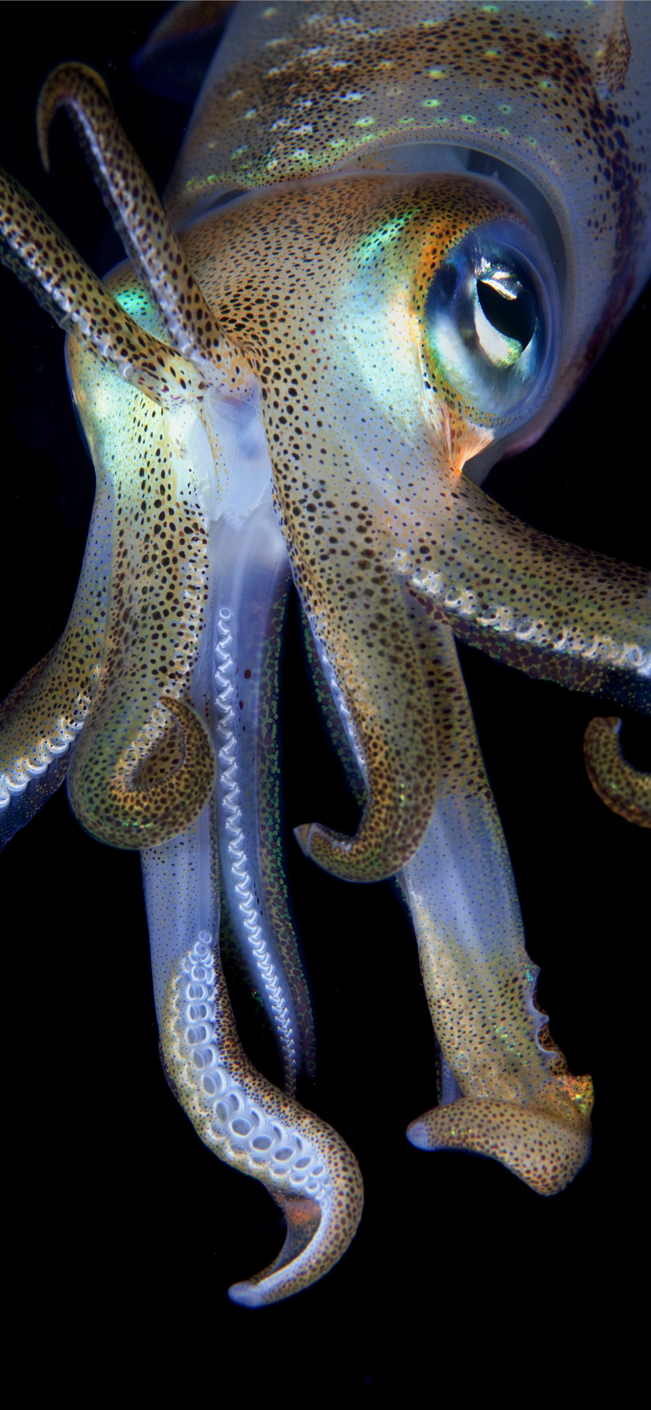 1284x2778 Best Giant squid iPhone HD Wallpapers