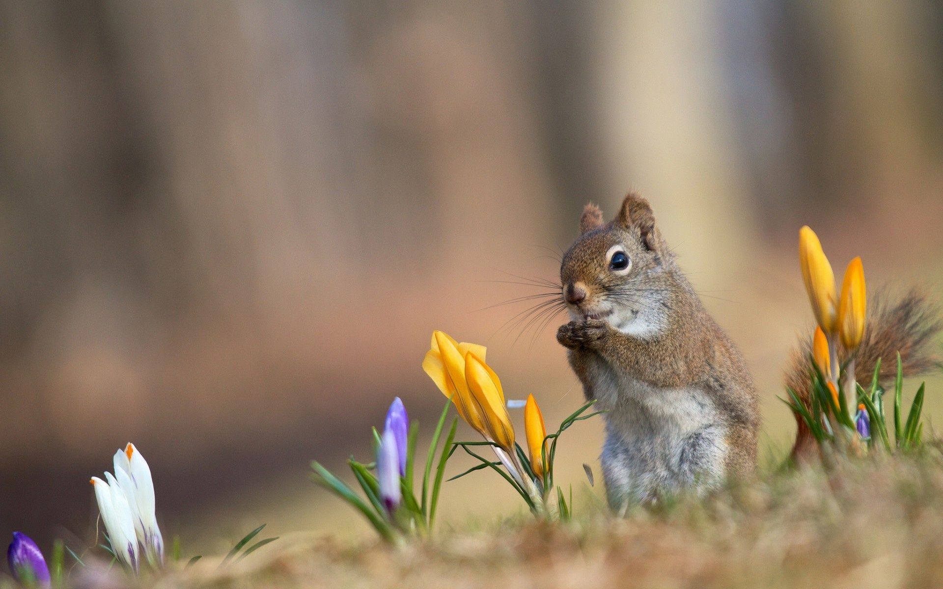 1920x1200 Cute Animals In Spring Wallpapers
