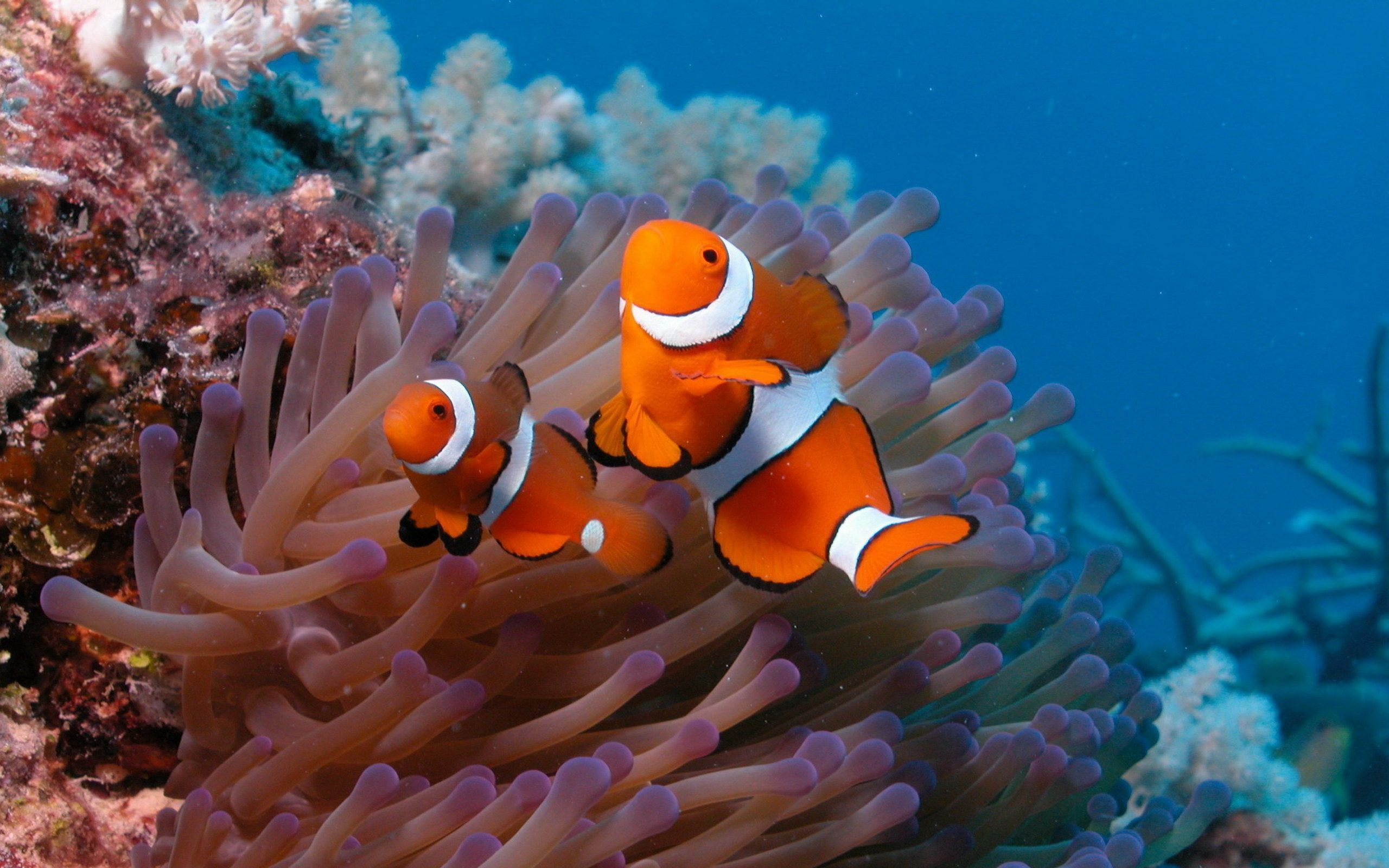2560x1600 Coral Reef Fish Wallpapers HD Wallpapers Inn | Clownfish and sea anemone, Clown fish, Fish wallpaper