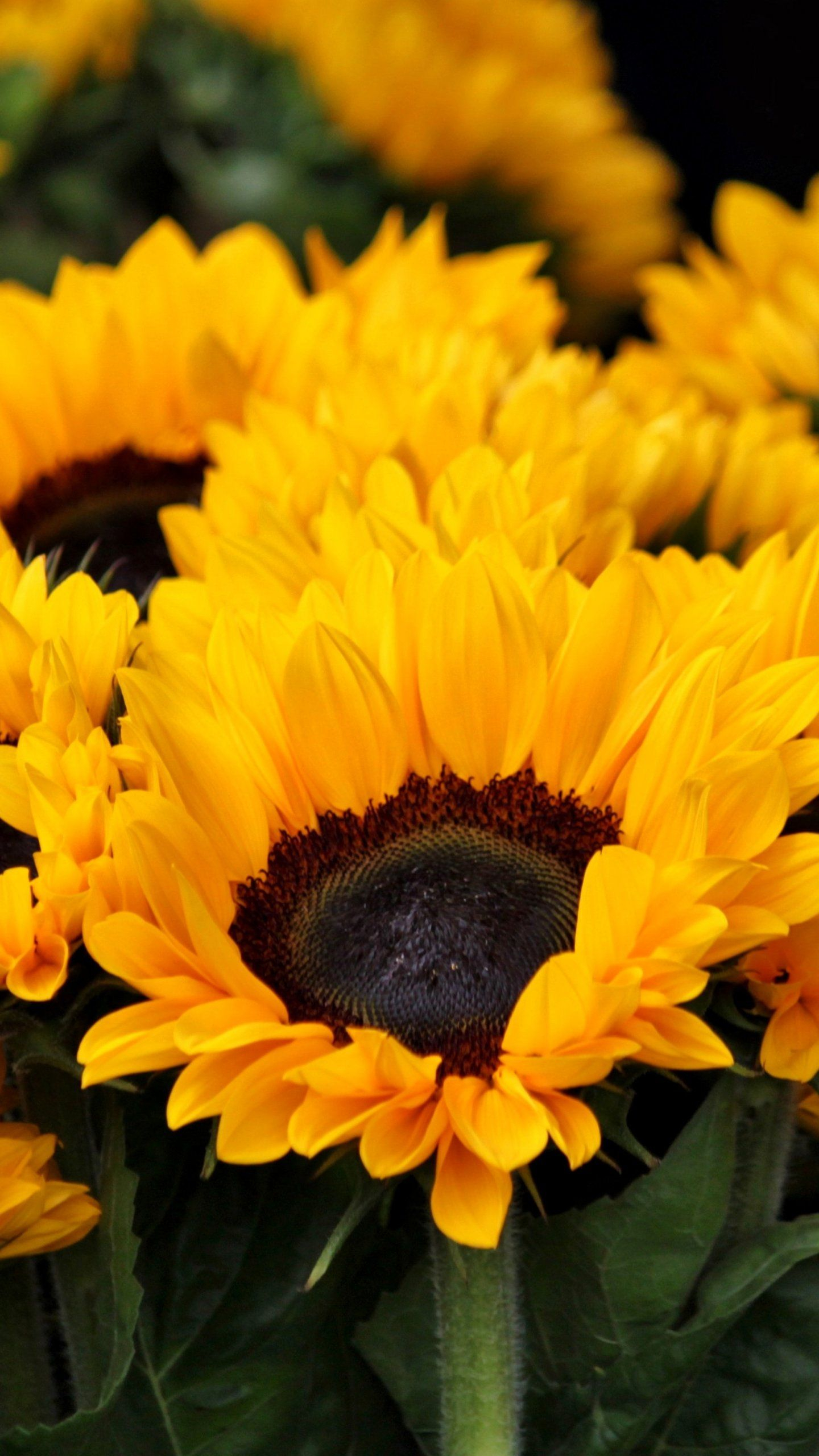 1440x2560 Sunflowers Wallpaper iPhone, Android \u0026 Desktop Backgrounds | Sunflower wallpaper, Sunflower iphone wallpaper, Sunflower pictures