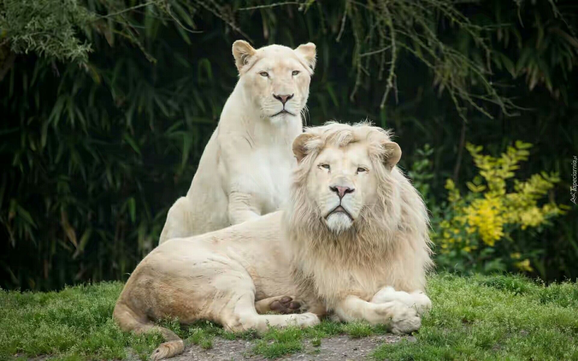 1920x1200 Pin by Animal kingdom on Animal kingdom | Lion wallpaper, White lion, Lion photography