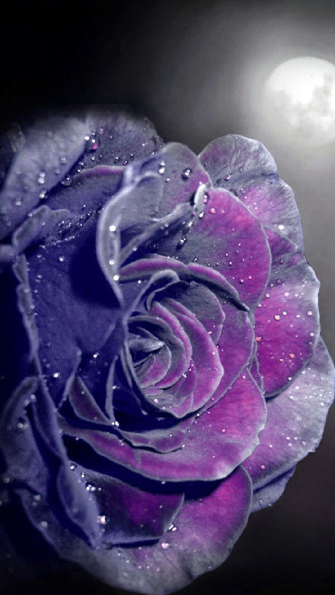 1080x1920 Purple Rose Wallpapers