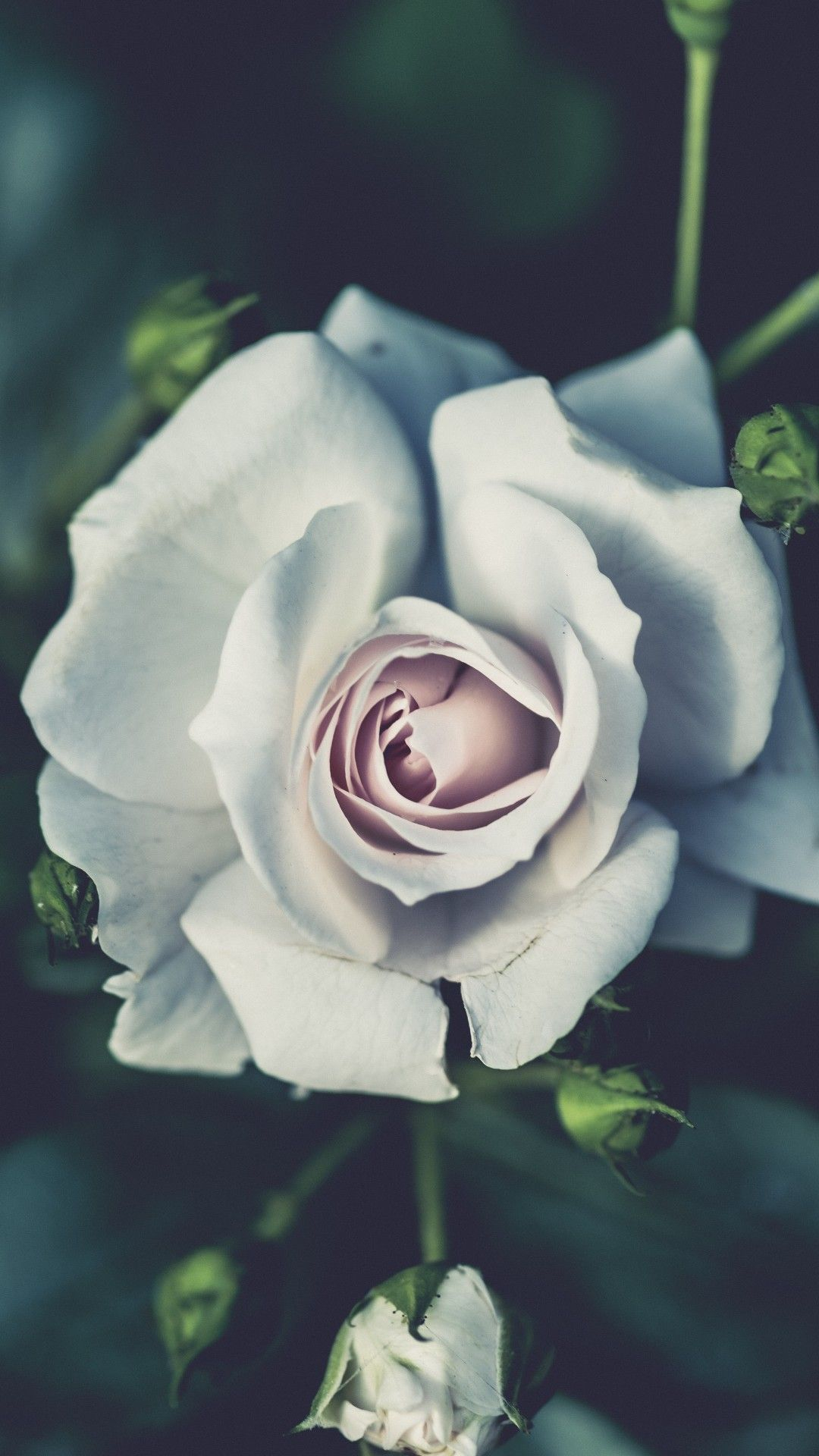 1080x1920 White Rose iPhone Wallpapers