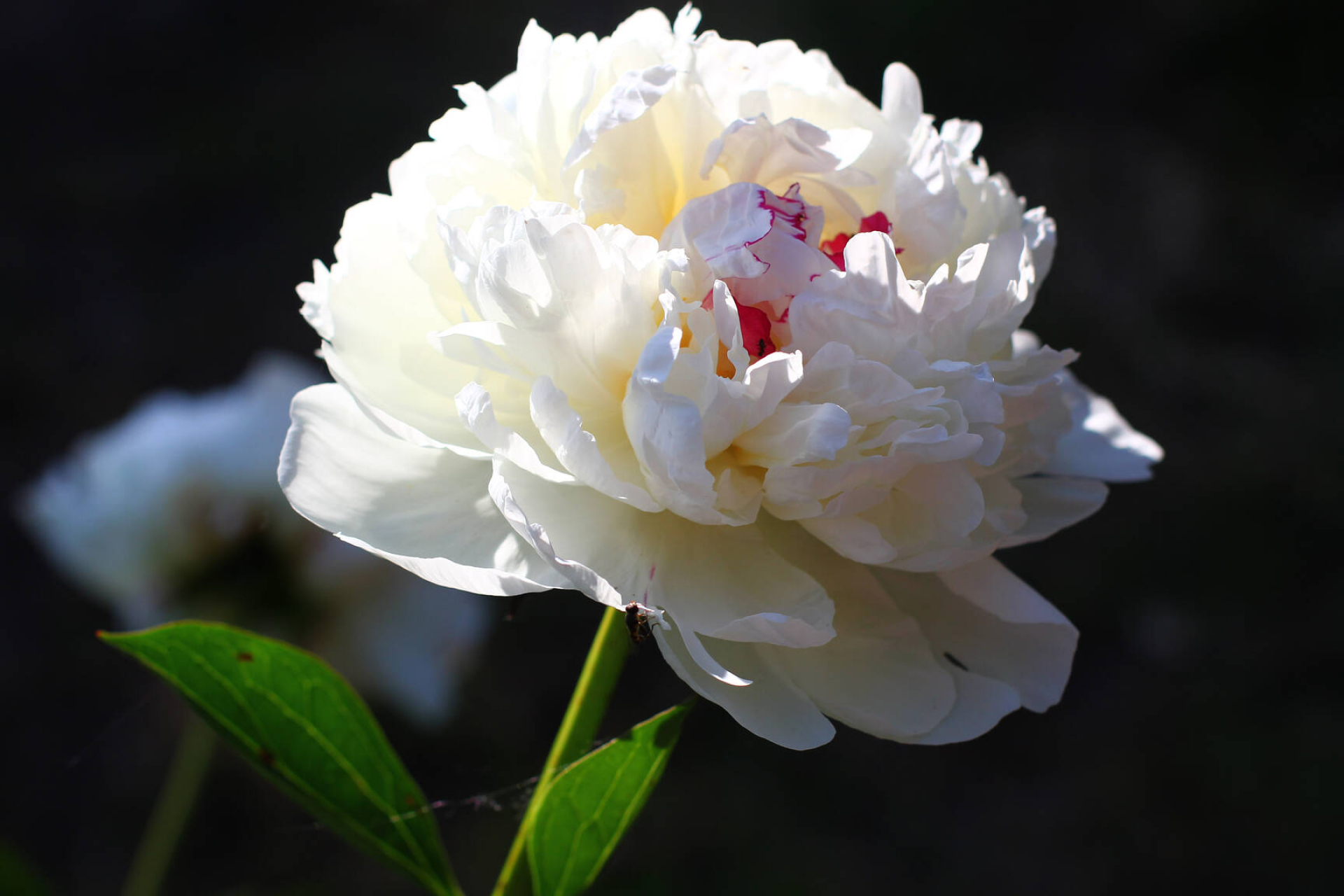 1920x1280 Flowers peonies image white peony images village &acirc;&#132;&#150; 32652 | ~ free pics on cc-by license