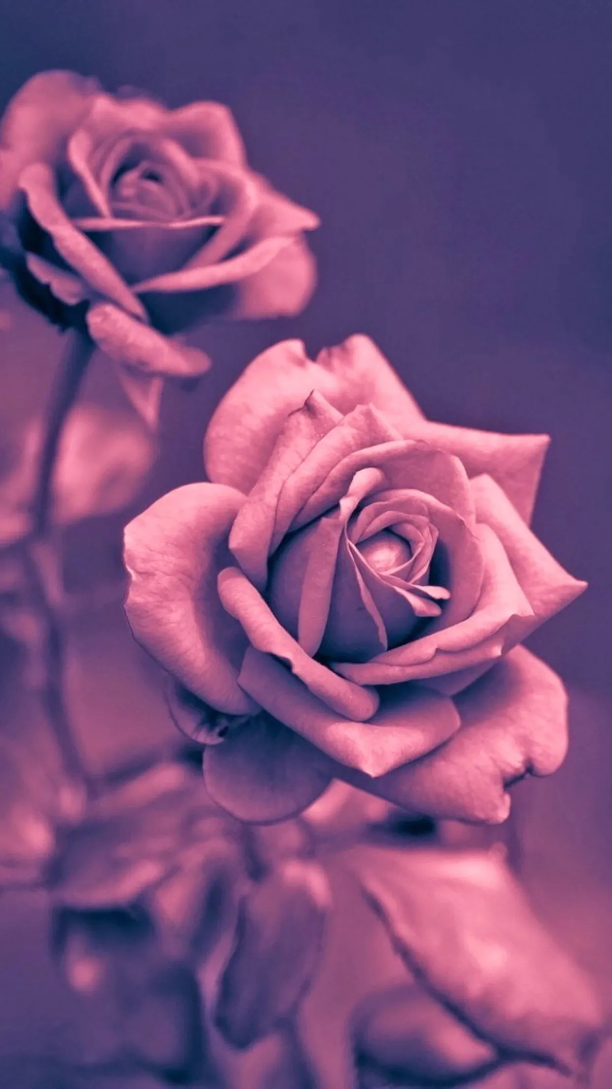 1242x2208 Roses pink rose closeup Wallpaper for iPhone 11, Pro Max, X, 8, 7, 6 Free Download on 3Wallpapers