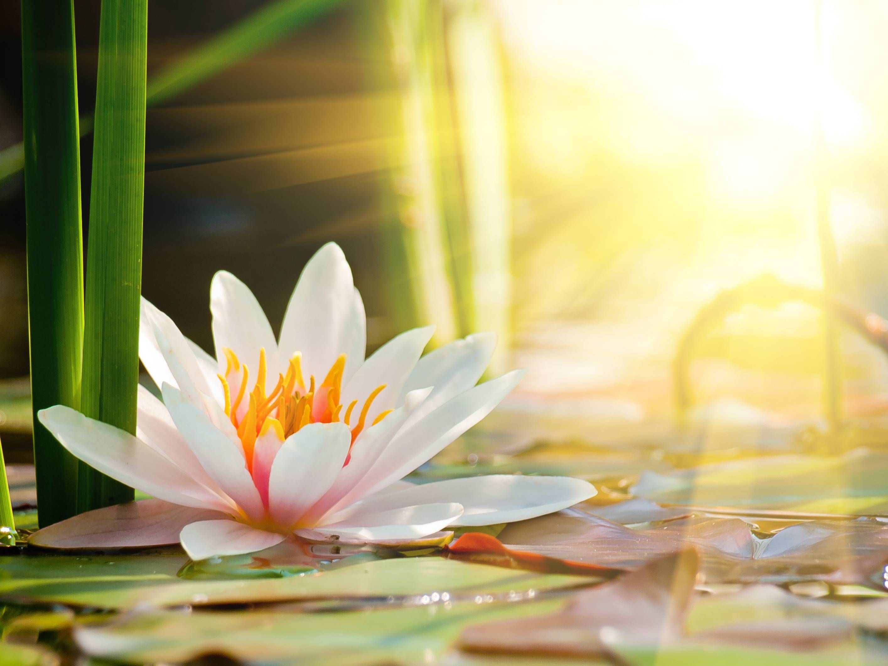 2829x2121 Water Lilies Wallpaper (72+ pictures