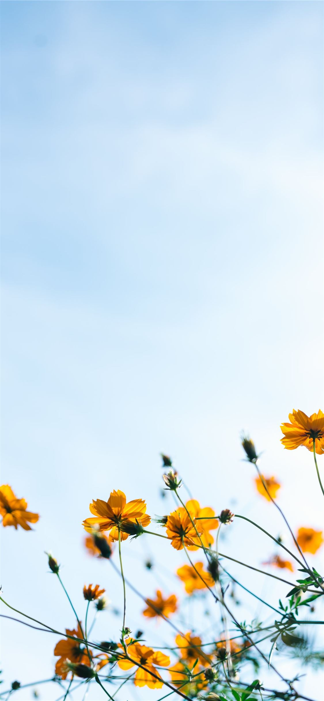 1125x2436 Yellow Flowers iPhone Wallpapers