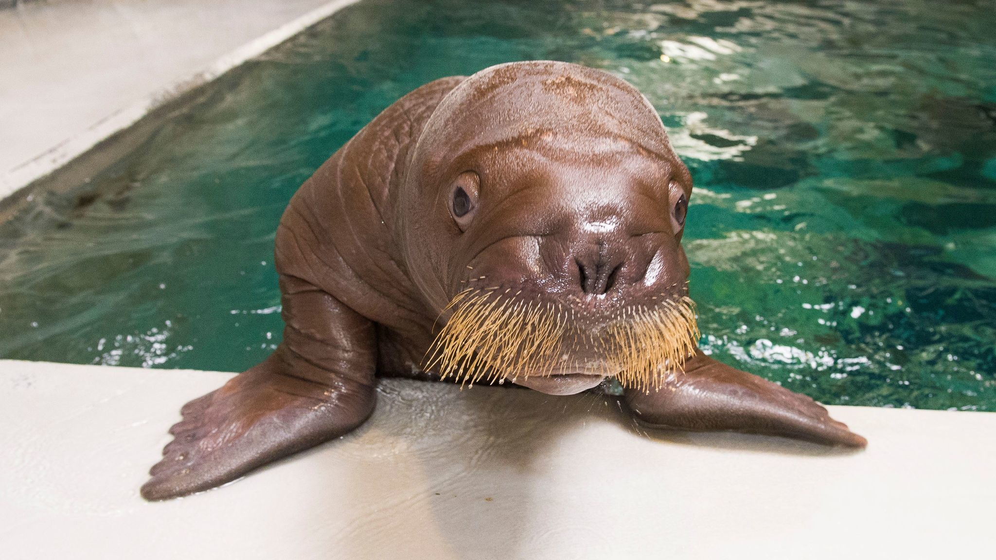 2048x1152 SeaWorld's baby walrus will be called Ginger &acirc;&#128;&#147; Orlando Sentinel
