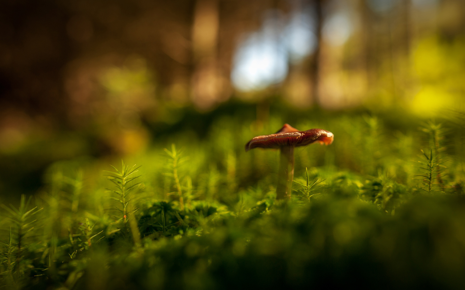 1920x1200 Mushroom Forest High Res Stock Photos Free wallpaper | nature and landscape | Wallpaper Better