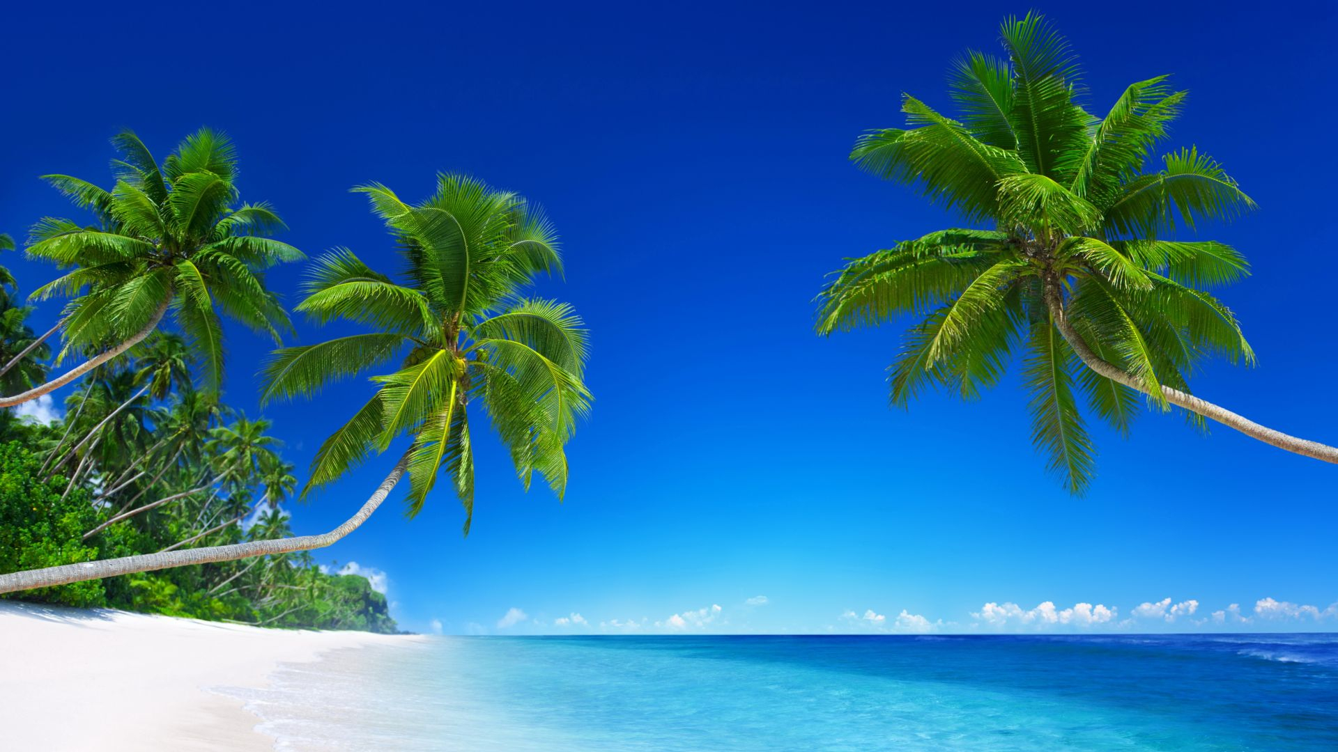 1920x1080 Green Palm Tree on White Sand Beach During Daytime Wallpaper KDE Store