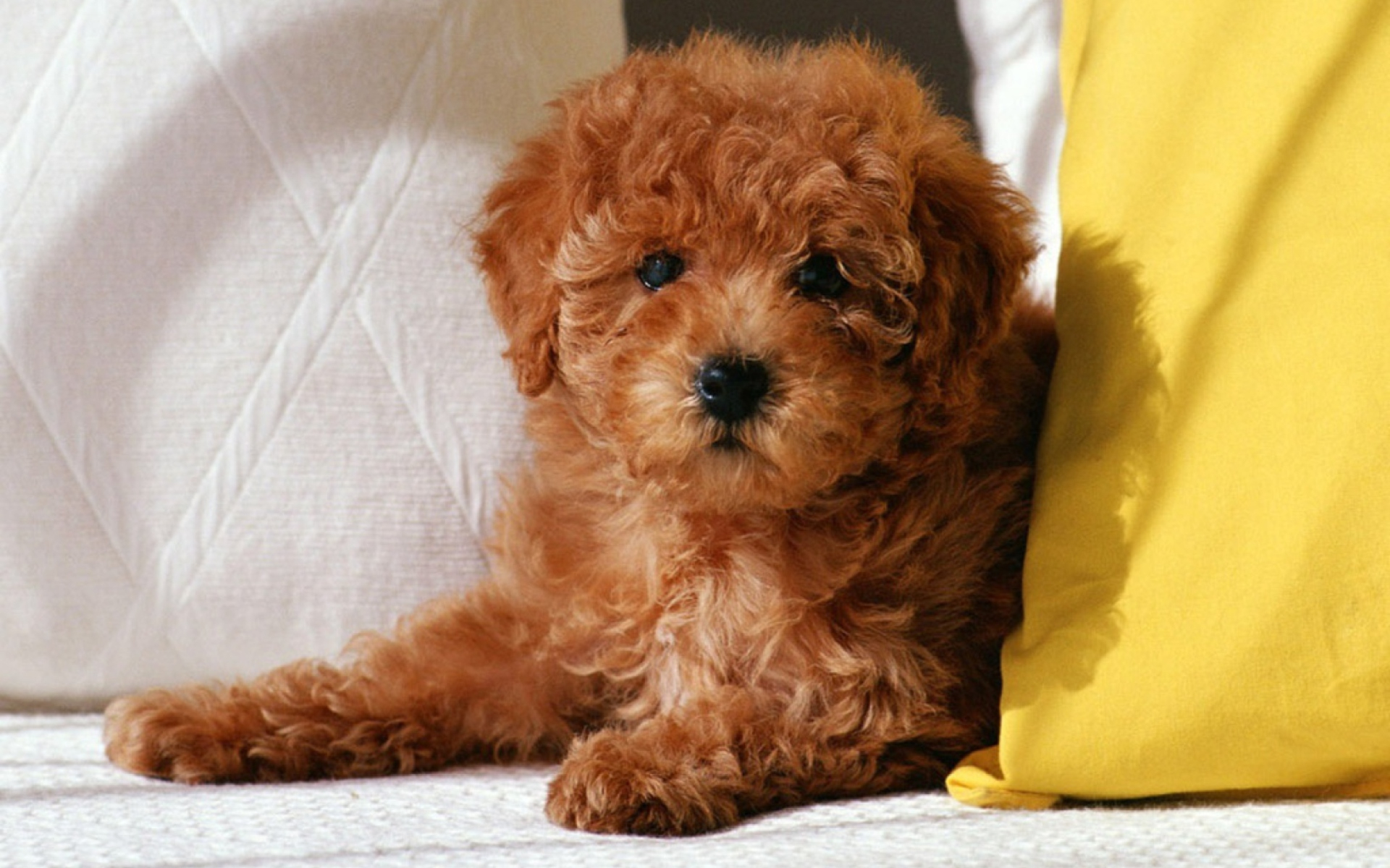 1920x1200 Toy Poodle Wallpaper for Widescreen Desktop PC 1920x1080 Full HD