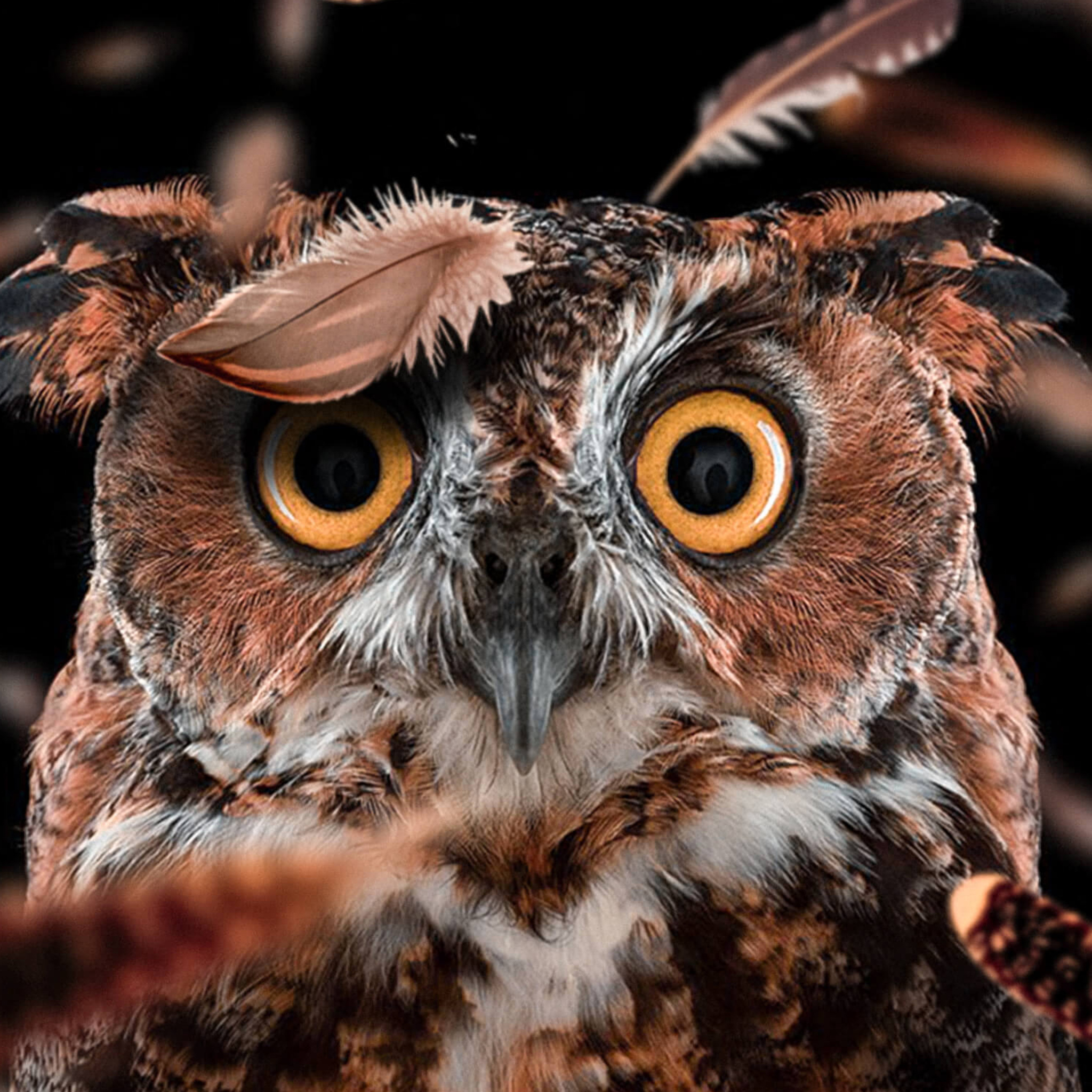 2048x2048 Curious Owl Ipad Air HD 4k Wallpapers, Images, Backgrounds, Photos and Pictures
