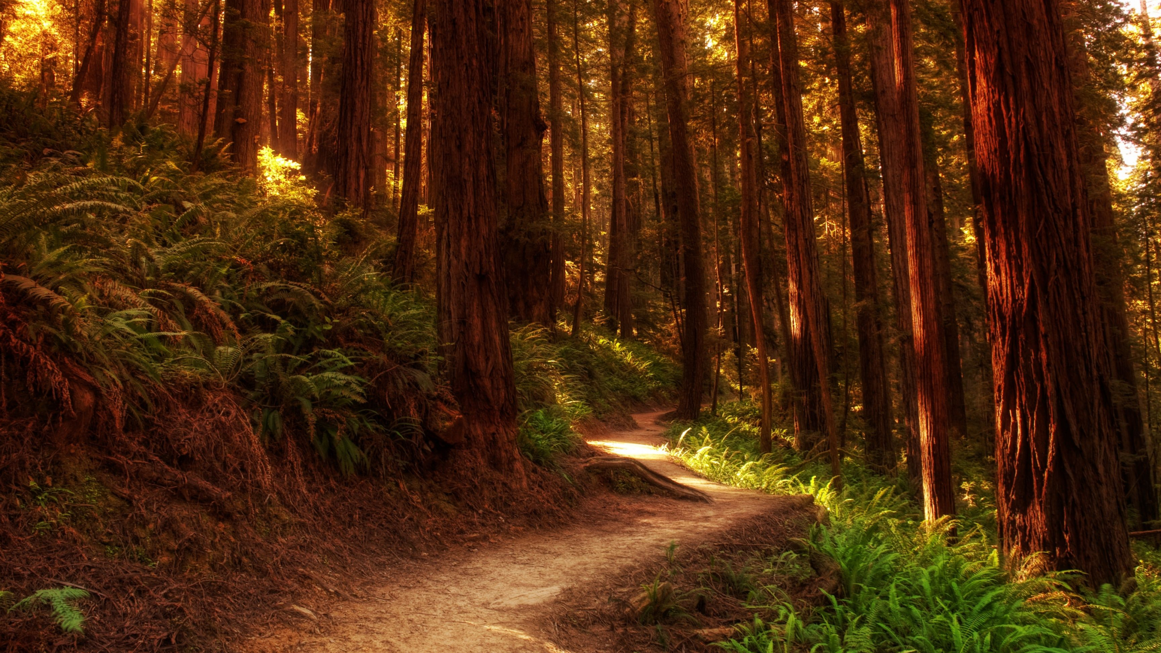 3840x2160 Redwood Forest Scenic Wallpapers Top Free Redwood Forest Scenic Backgrounds
