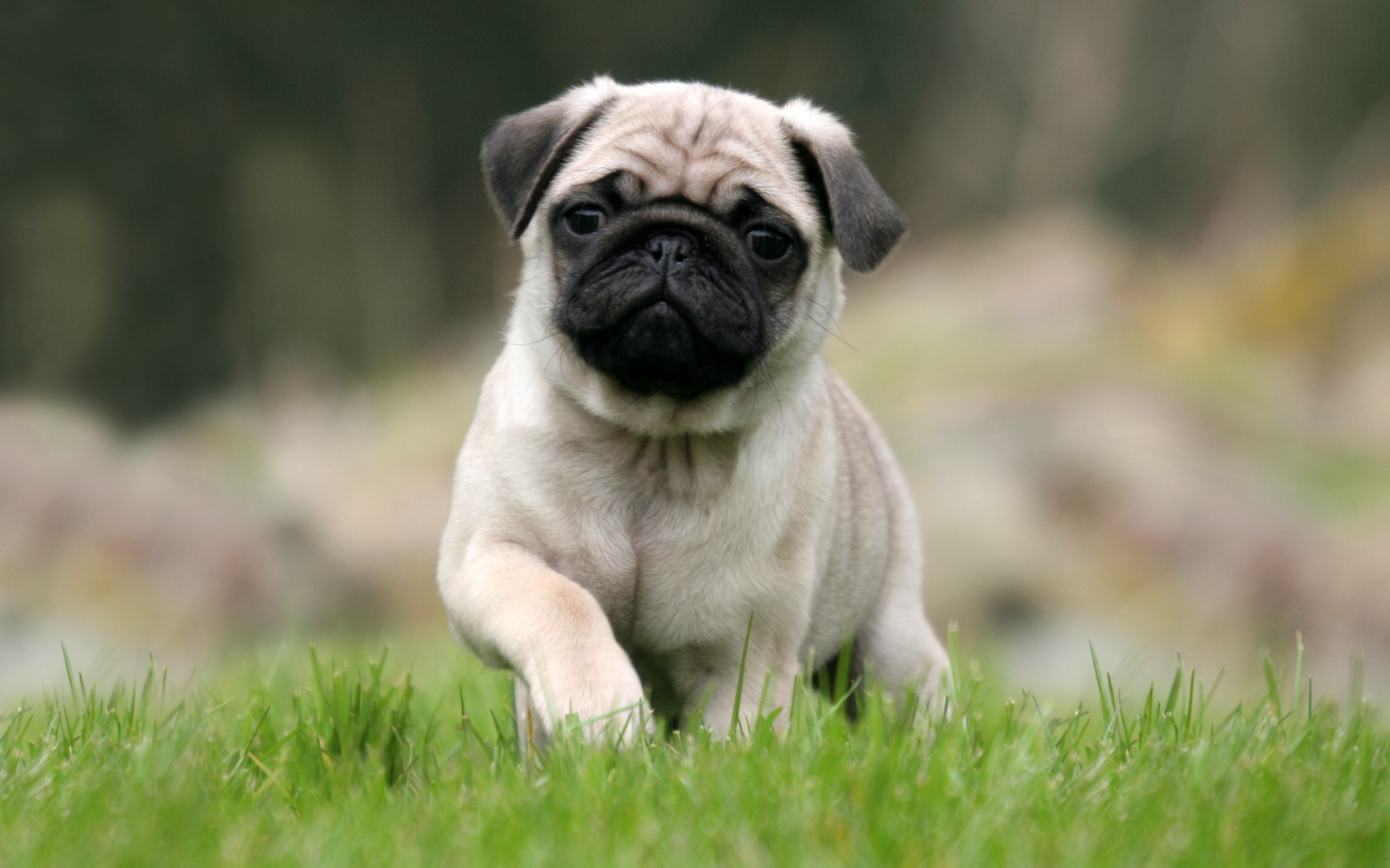 2560x1600 100+ Pug HD Wallpapers and Backgrounds