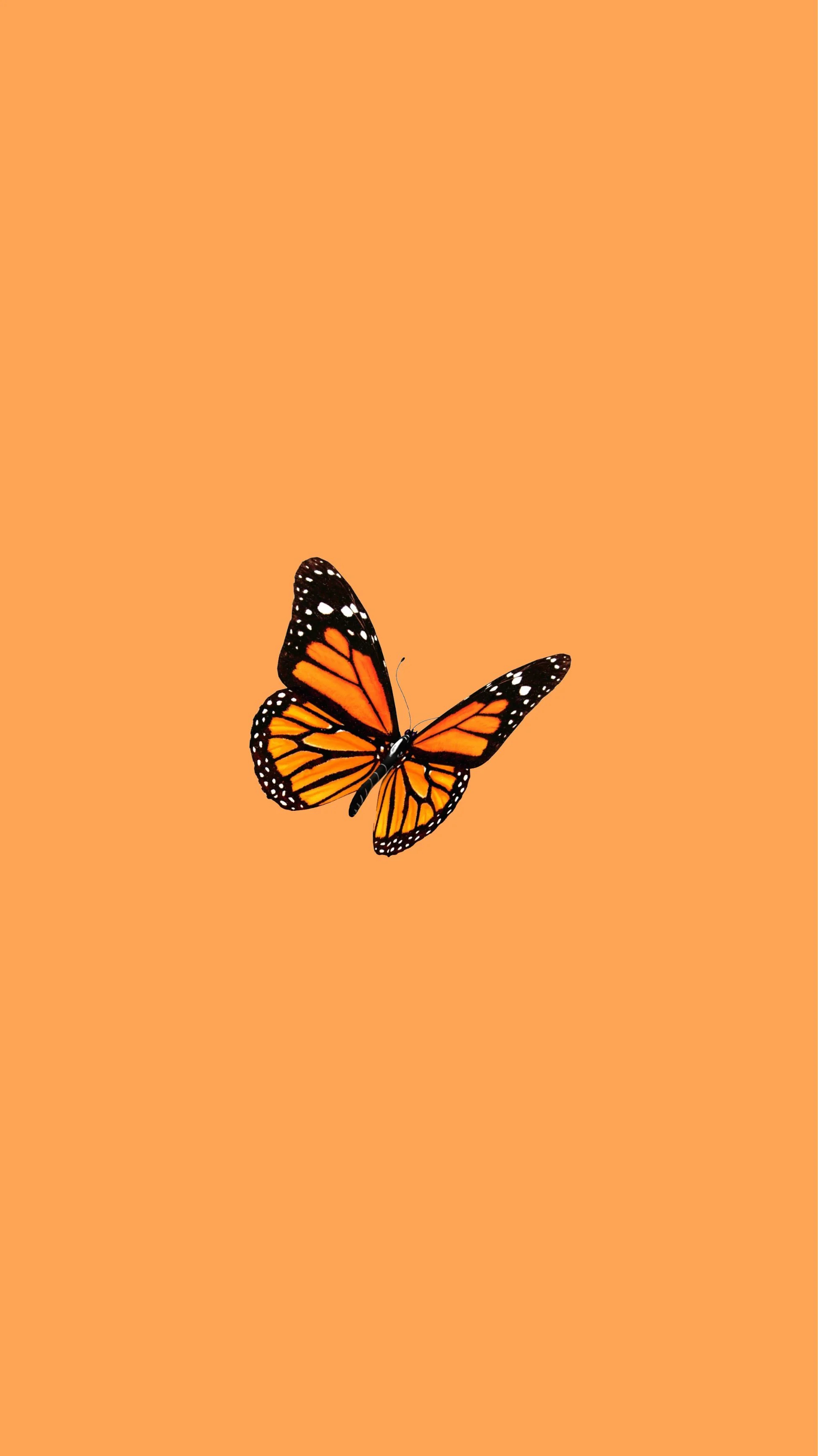 1947x3464 Orange Butterfly iPhone Wallpapers Top Free Orange Butterfly iPhone Backgrounds