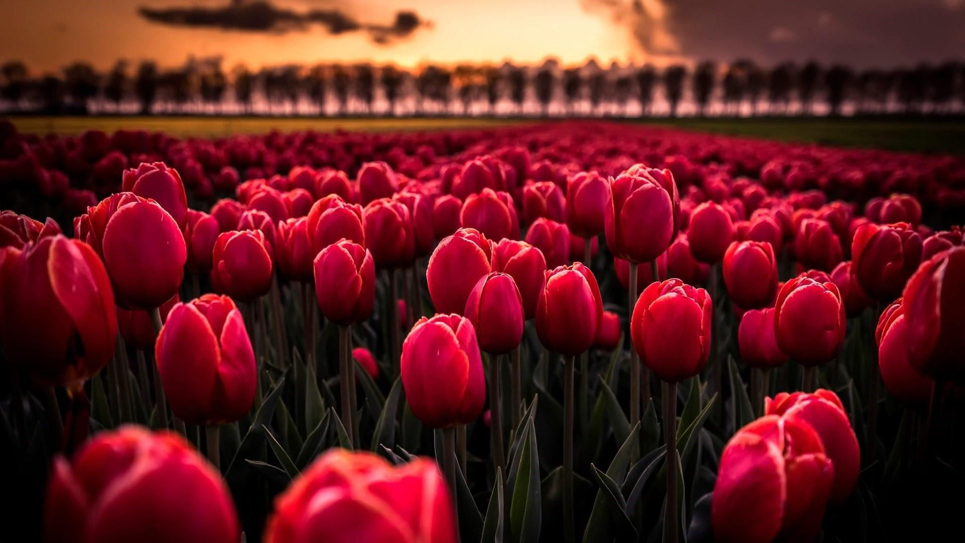 1920x1080 flower #plant #red flowering plant #tulip #field #spring #light #petal #sunlight flower field #sky #1080P #wall&acirc;&#128;&brvbar; | Red tulips, Planting flowers, Red tulips bouquet