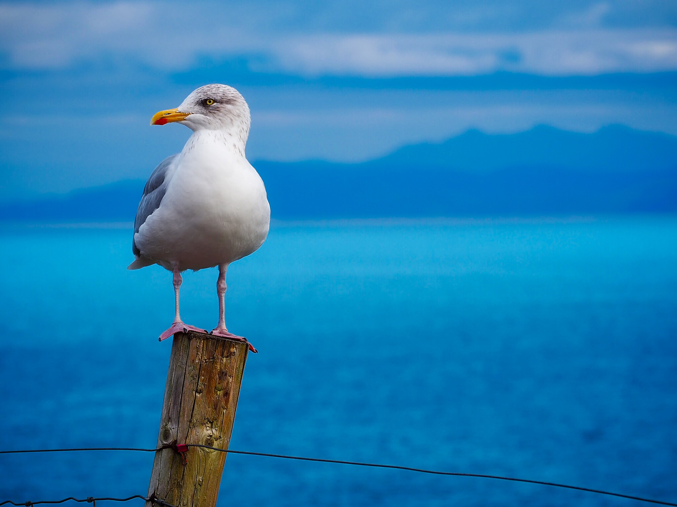 2200x1649 Seagull Photos, Download Free Seagull Stock Photos \u0026 HD Images