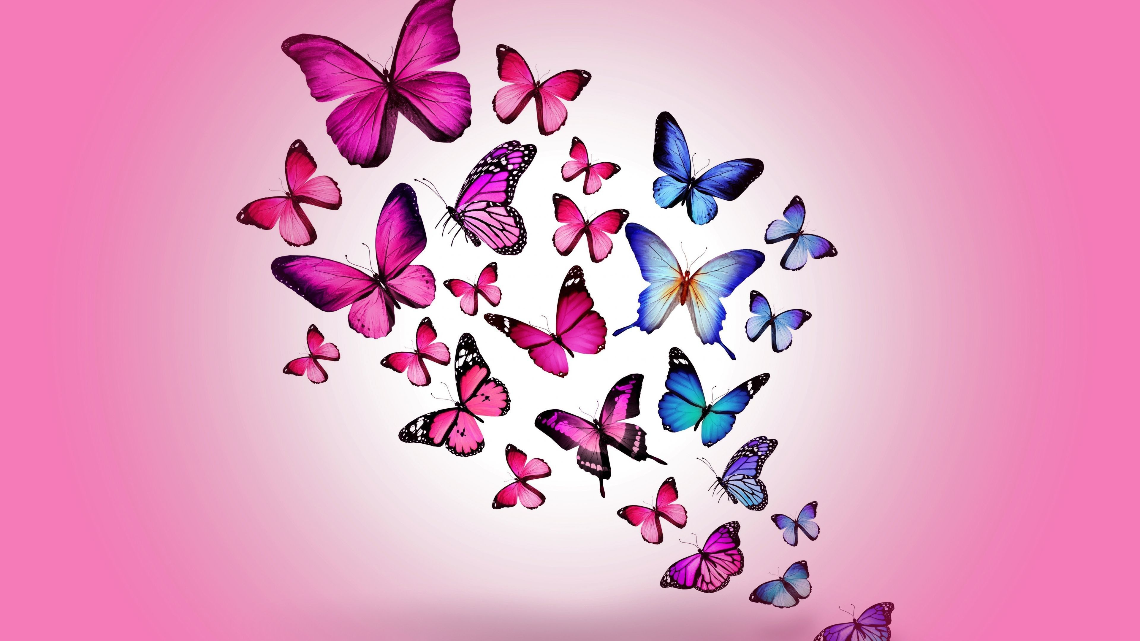 3840x2160 Blue and Pink Butterfly Wallpapers Top Free Blue and Pink Butterfly Backgrounds
