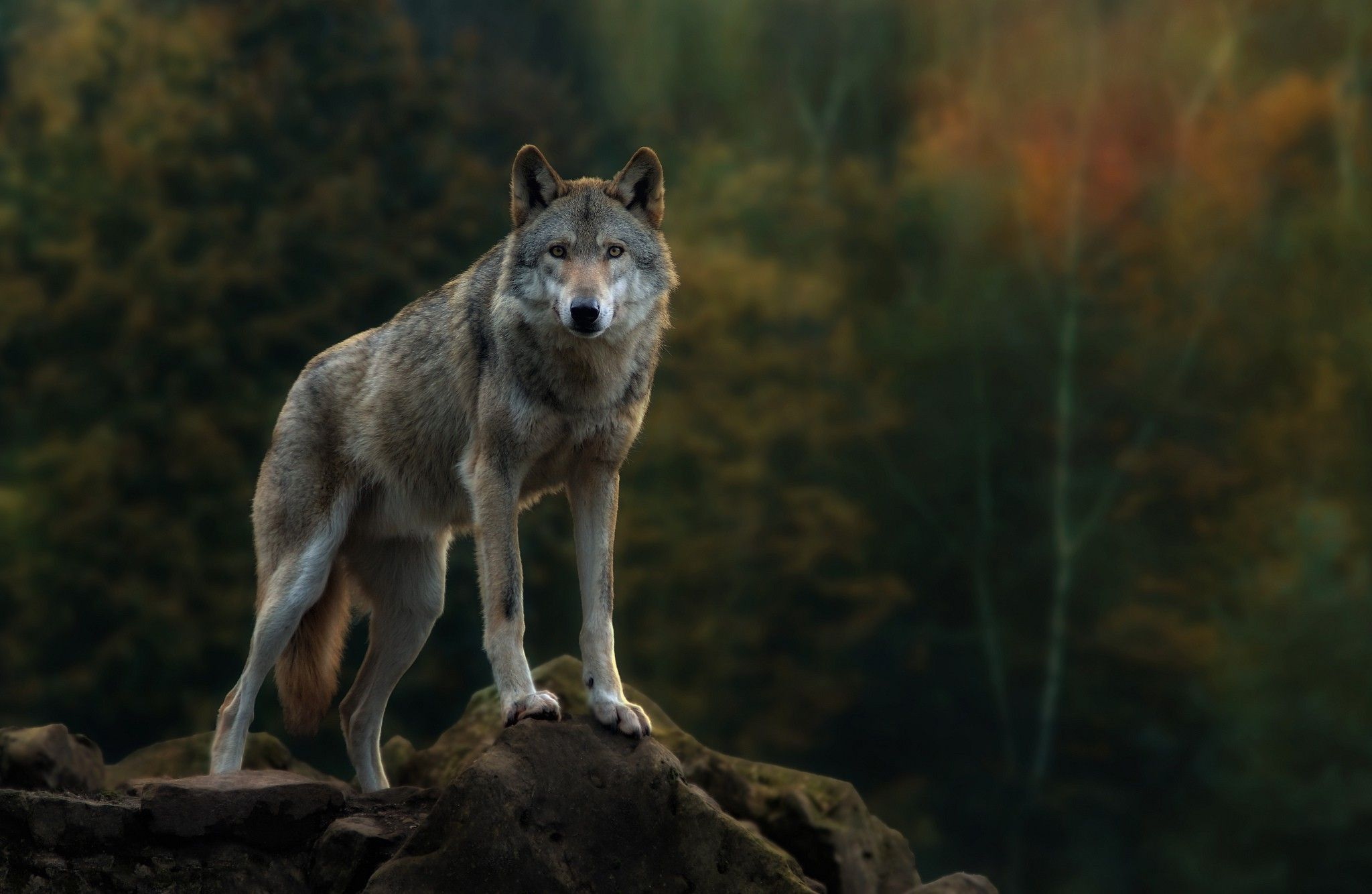 2048x1334 Nature Wolf Wallpapers Top Free Nature Wolf Backgrounds