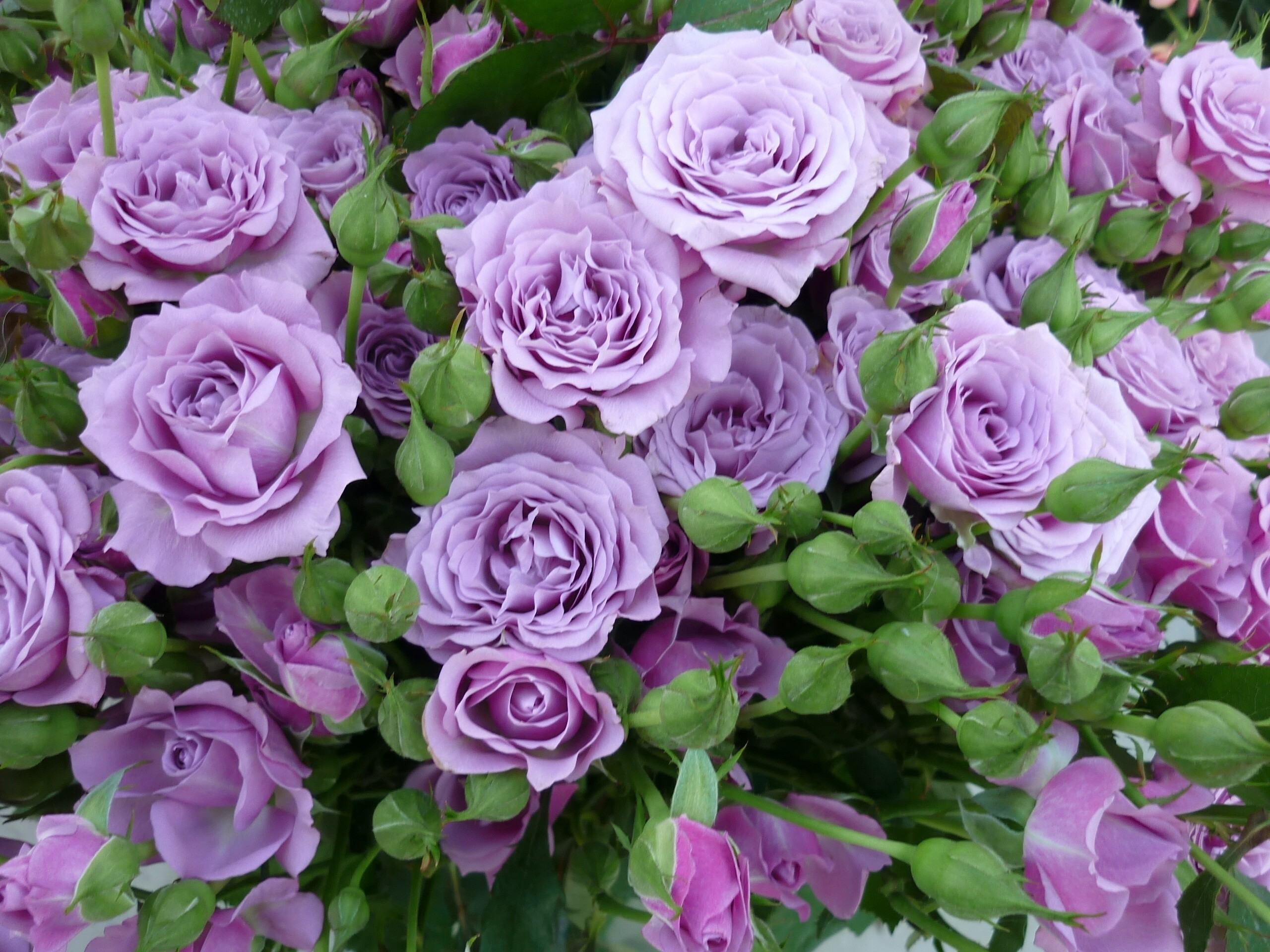 2560x1920 Purple Rose HD Wallpapers and Backgrounds