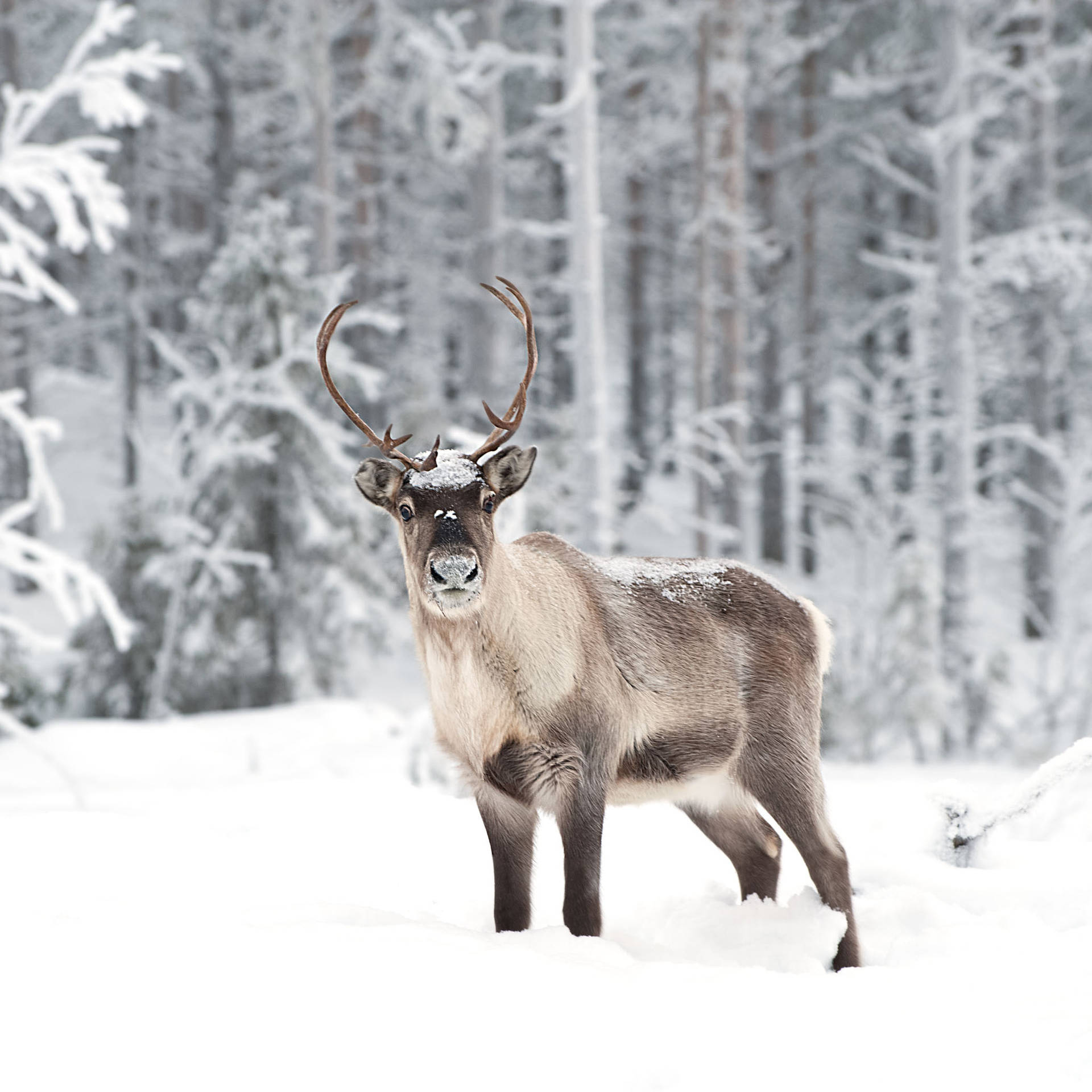 1920x1920 40 Reindeer Wallpapers \u0026 Backgrounds For FREE