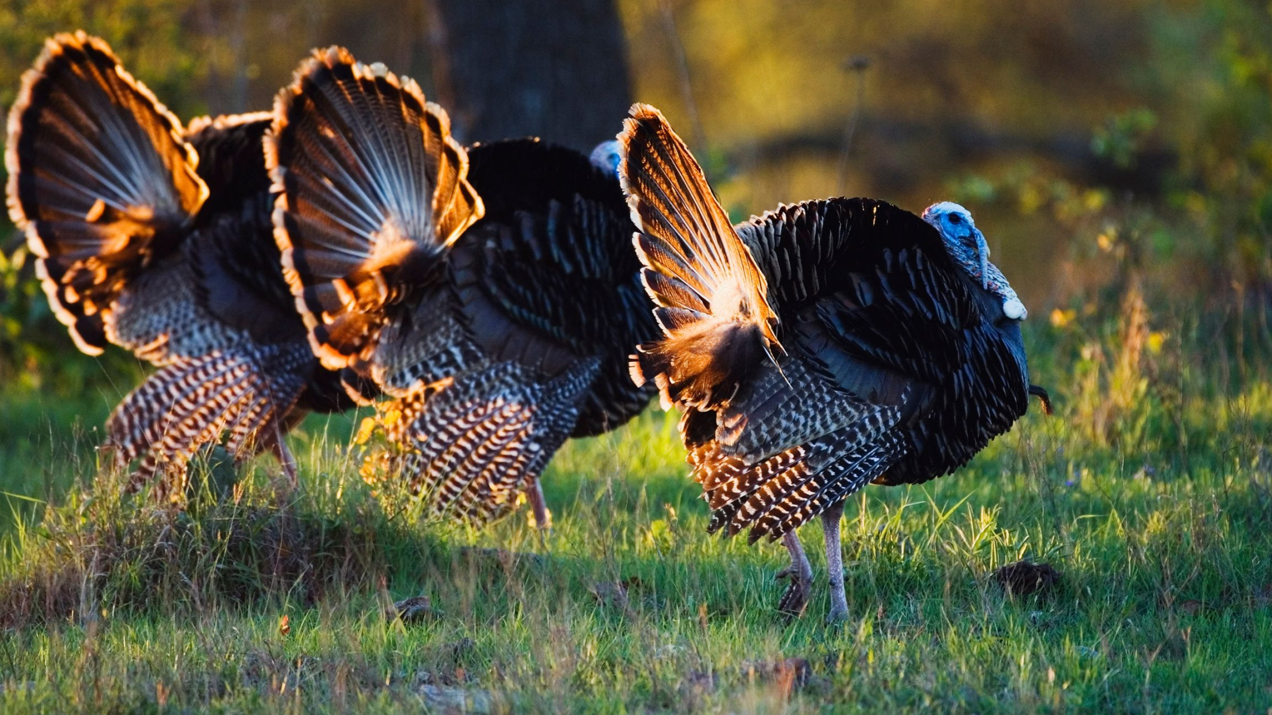 2560x1440 Rio Grande Wild Turkeys by Radisu | Animals, Pet birds, Pets