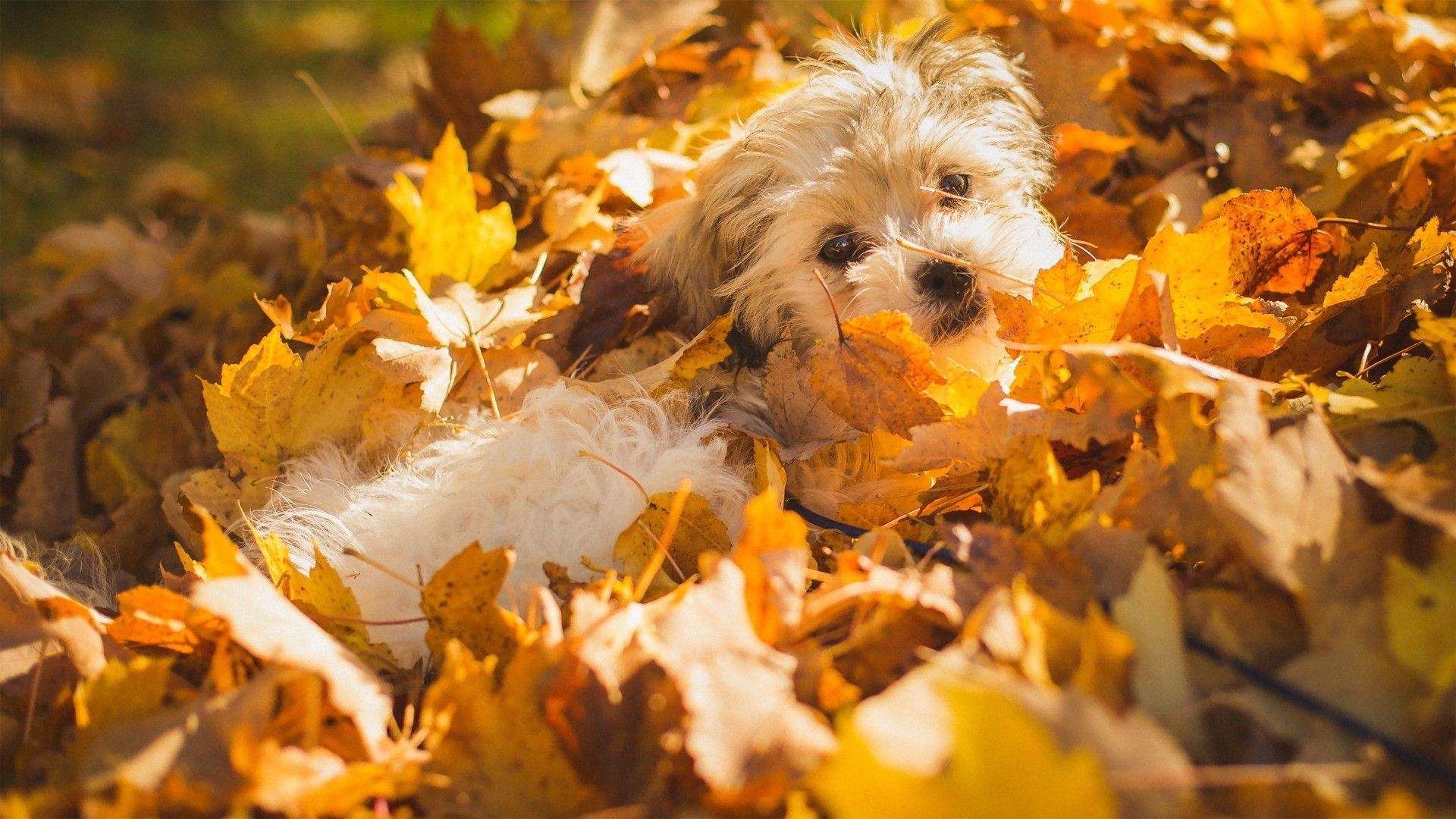 1920x1080 Fall Puppy Wallpapers Top Free Fall Puppy Backgrounds