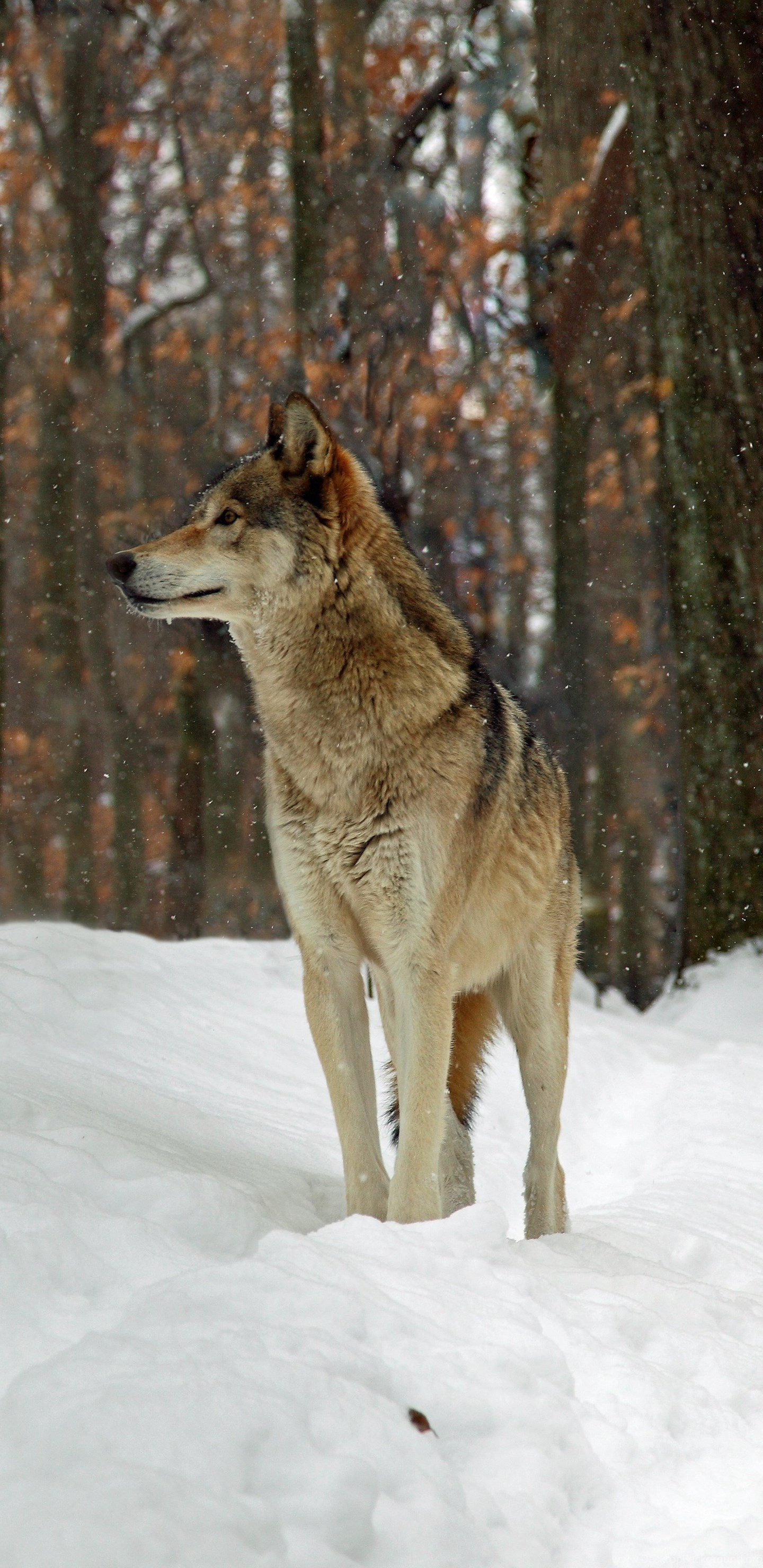 1440x2960 22+] Timber Wolf Wallpapers