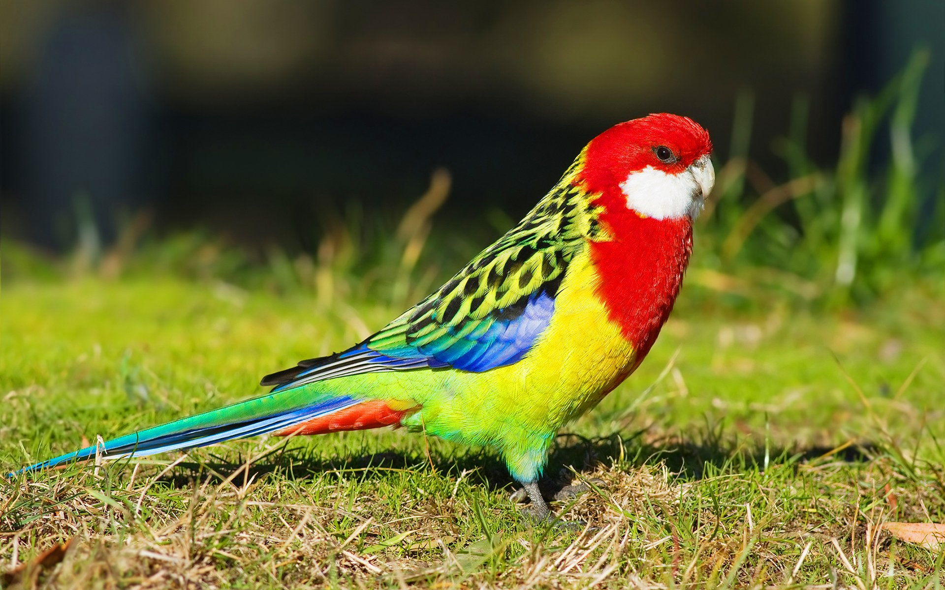 1920x1200 birds, Parrots, Rosella, Animals, Parrot Wallpapers HD / Desktop and Mobile Backgrounds