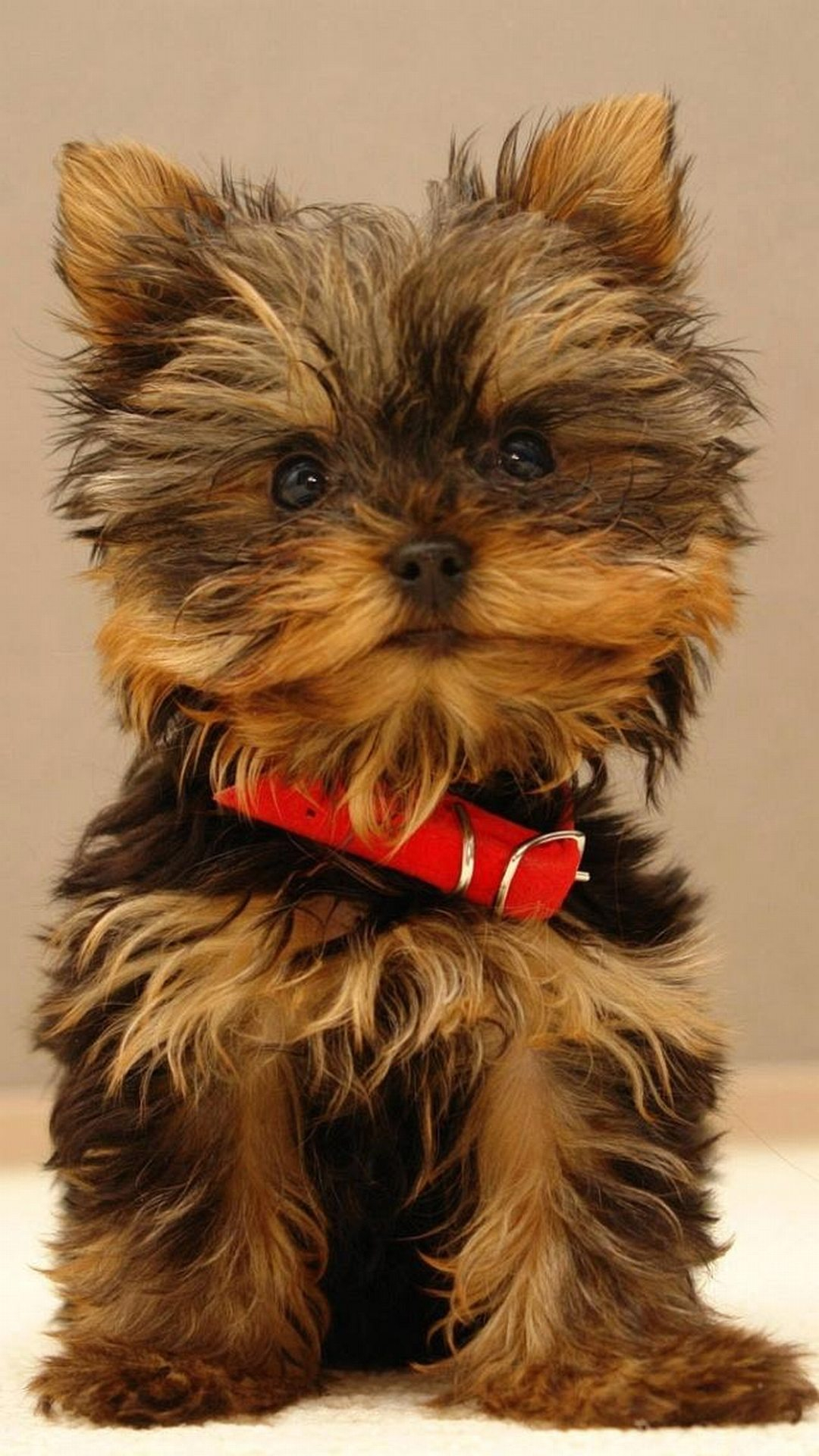 1080x1920 Yorkshire Terrier puppy | 4K wallpapers, free and easy to download
