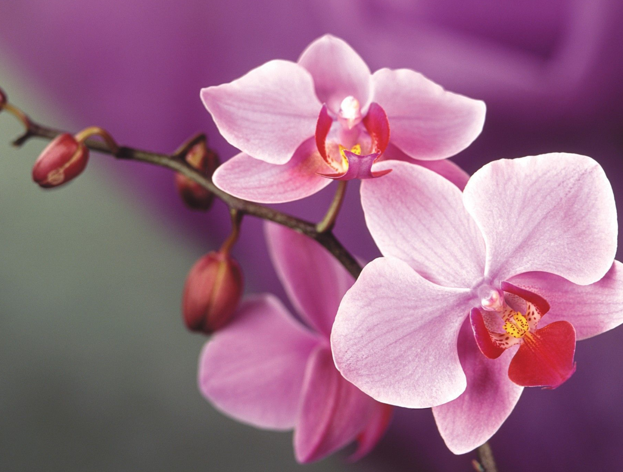 2000x1516 Wallpapers For \u003e Pink Orchid Wallpaper | Orquideas cuidados, Flores ex&Atilde;&sup3;ticas, Orqu&Atilde;&shy;deas rosadas