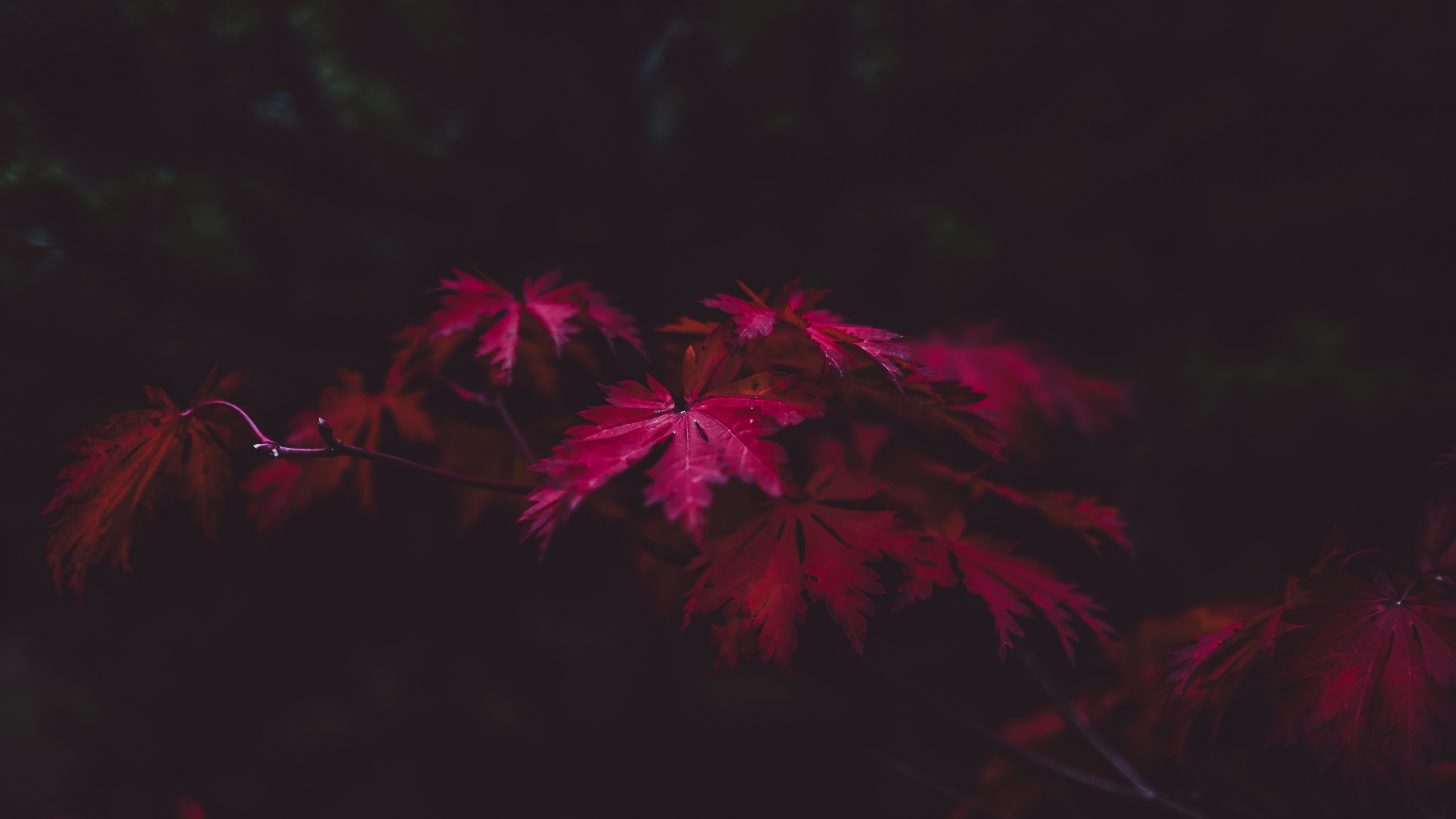3840x2160 Red Leaves 4k, HD Nature, 4k Wallpapers, Images, Backgrounds, Photos and Pictures