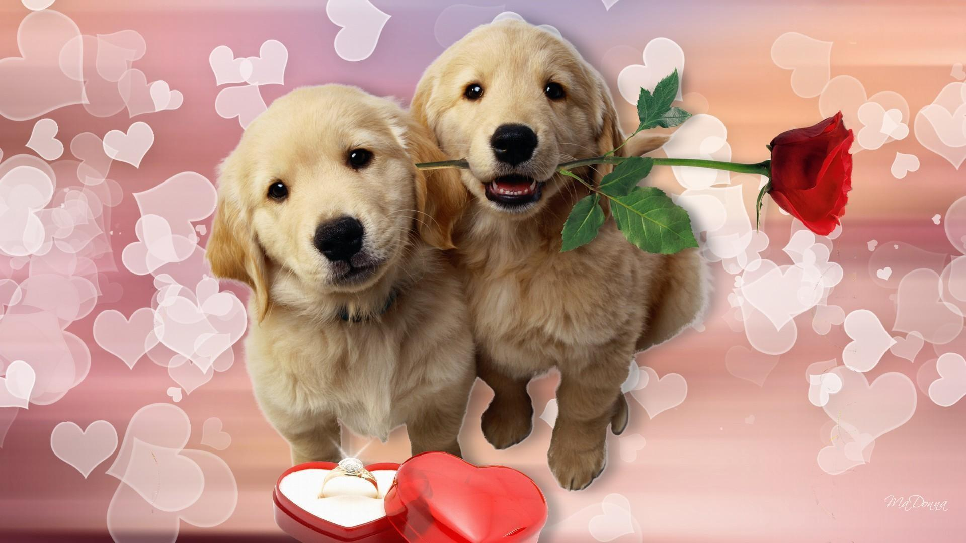 1920x1080 Valentines Day Animals Wallpapers