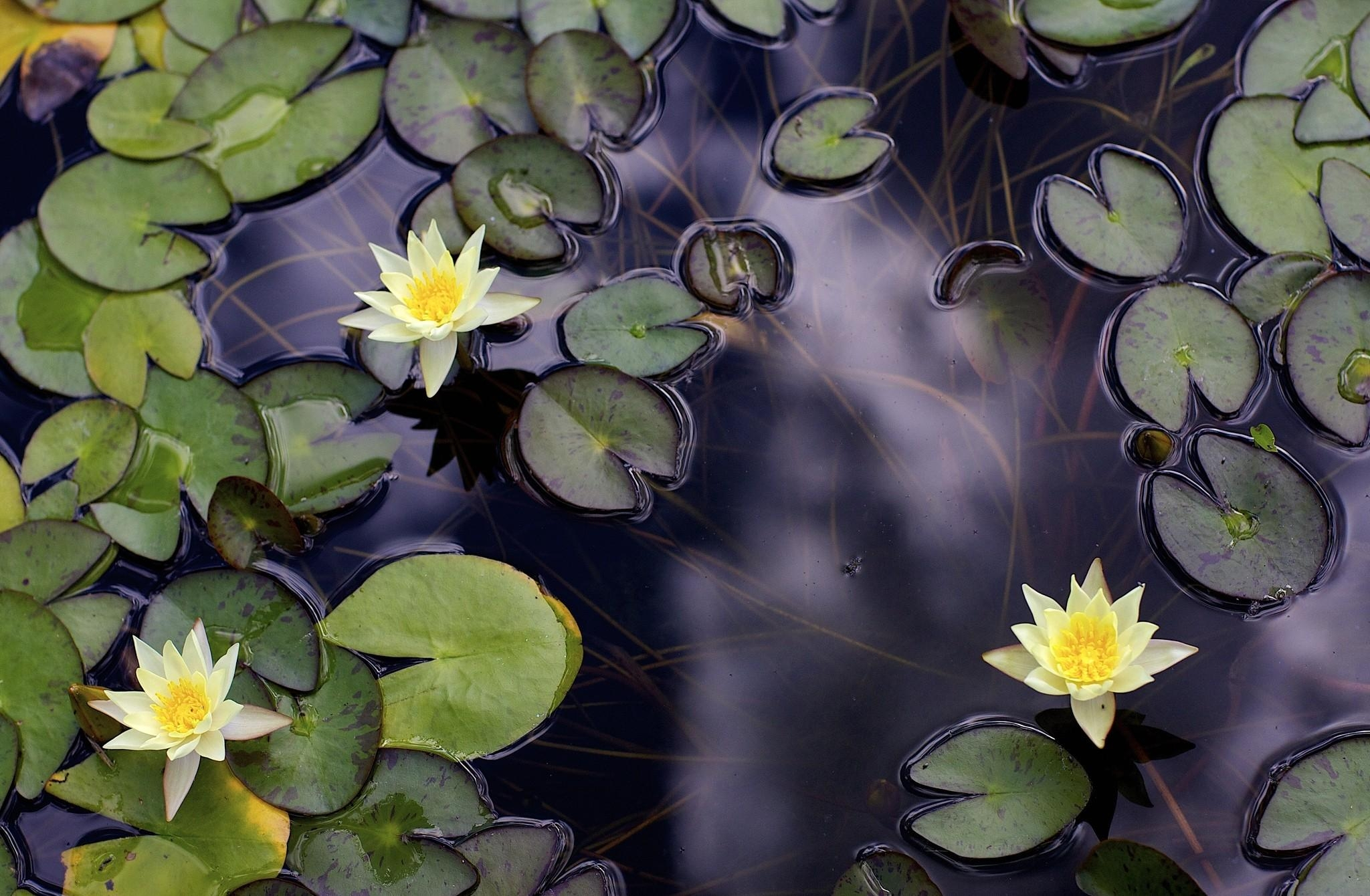 2048x1340 Wallpaper : water lilies, pond, depth, leaves wallpaperUp 645515 HD Wallpapers