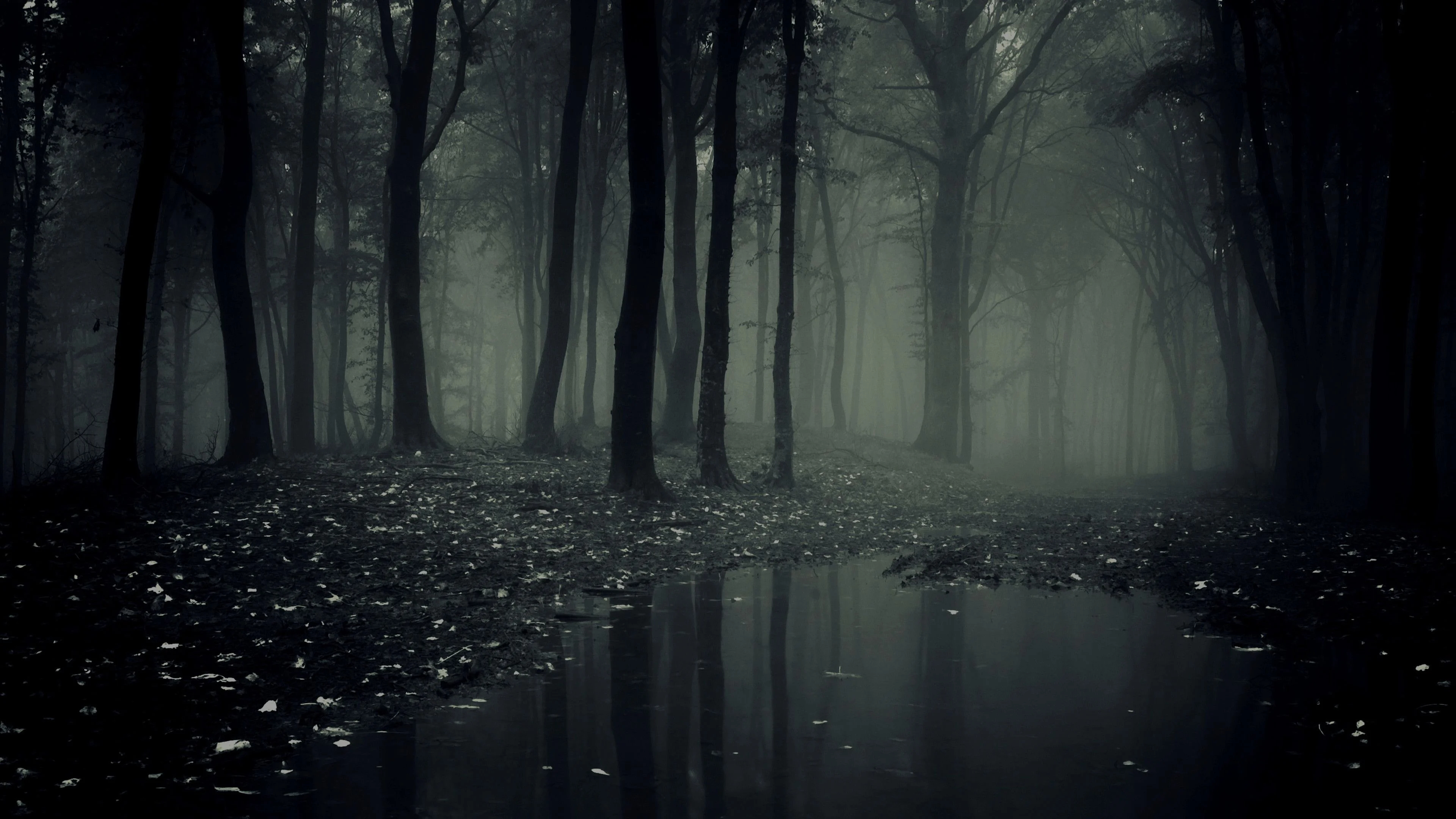 3840x2160 Creepy Forest Wallpapers Top Free Creepy Forest Backgrounds