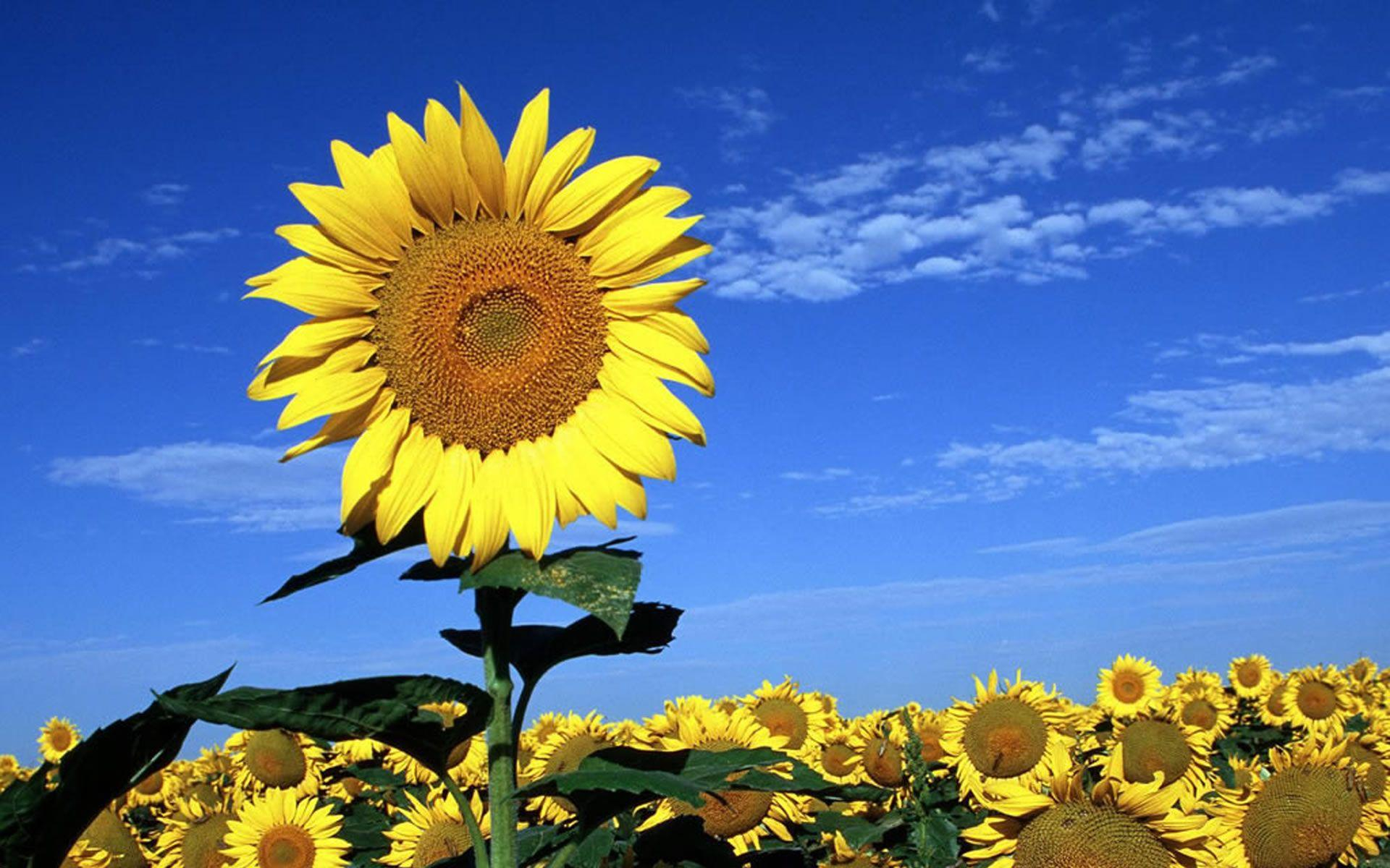 1920x1200 Rising Sun And Sunflowers Wallpapers
