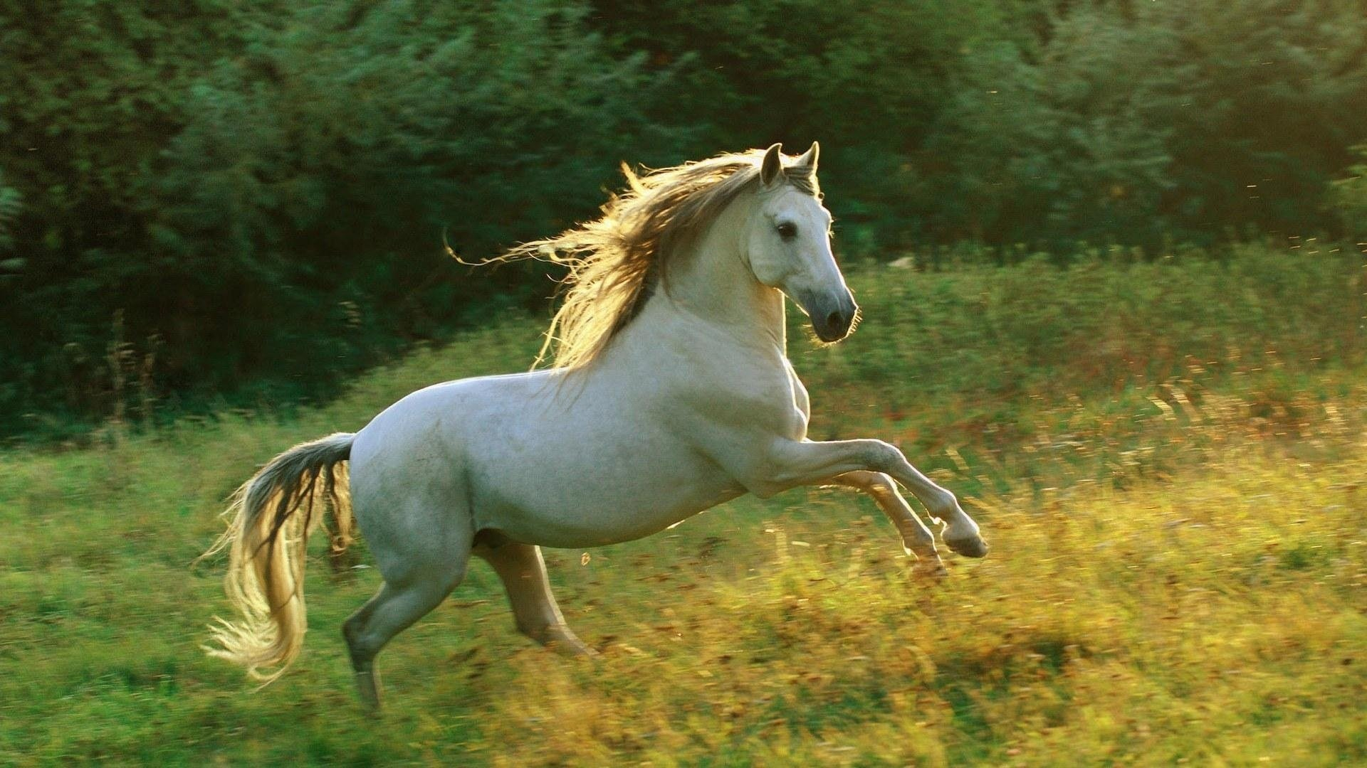 1920x1080 white, Horse Wallpapers HD / Desktop and Mobile Backgrounds
