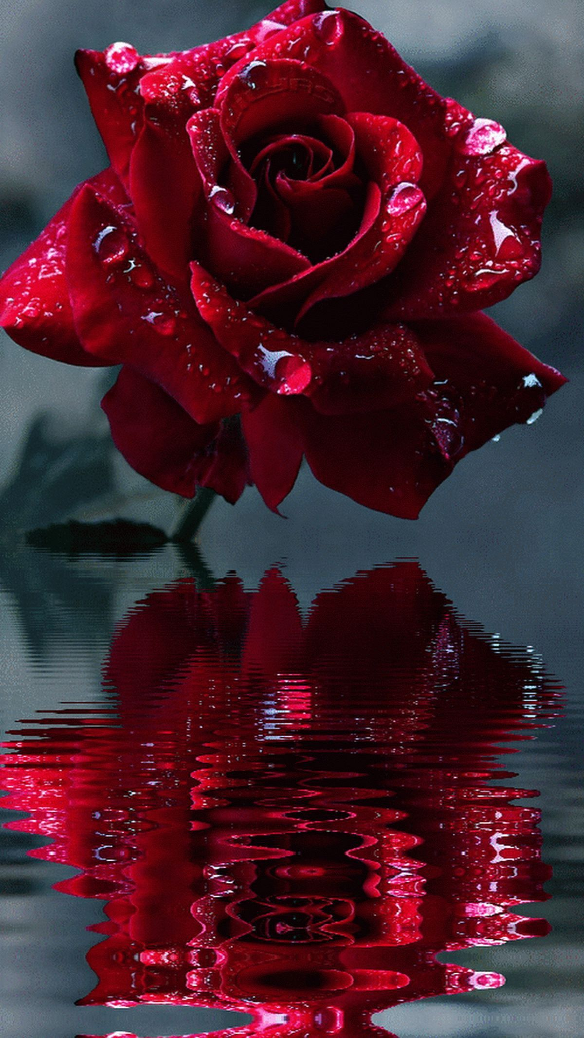 1200x2133 Feliz d&Atilde;&shy;a de las madres En este dia tan especial te deseo que recibas mucho amor y regal&acirc;&#128;&brvbar; | Red roses wallpaper, Rose flower wallpaper, Flower phone wallpaper