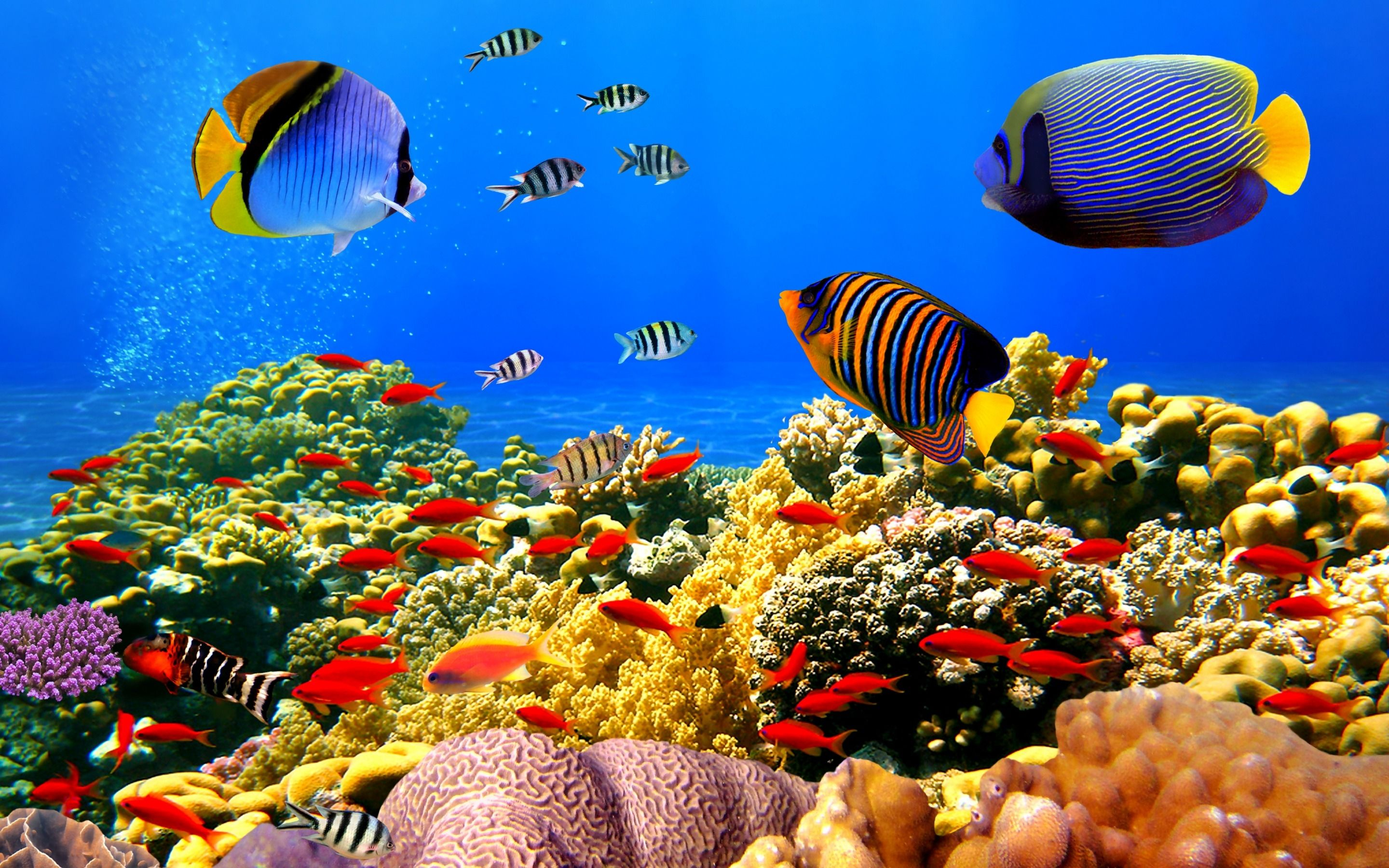2880x1800 Fish wallpaper, Underwater wallpaper, Aquarium live wallpaper