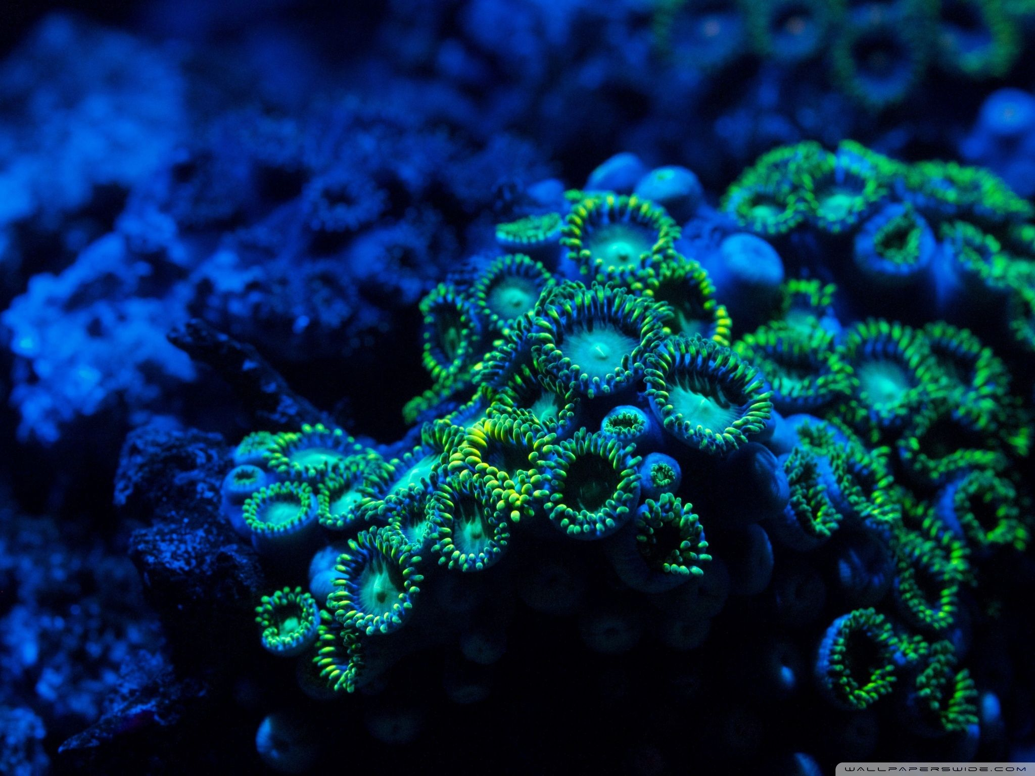 2048x1536 coral Google Search | Underwater wallpaper, Coral reef, Under the sea