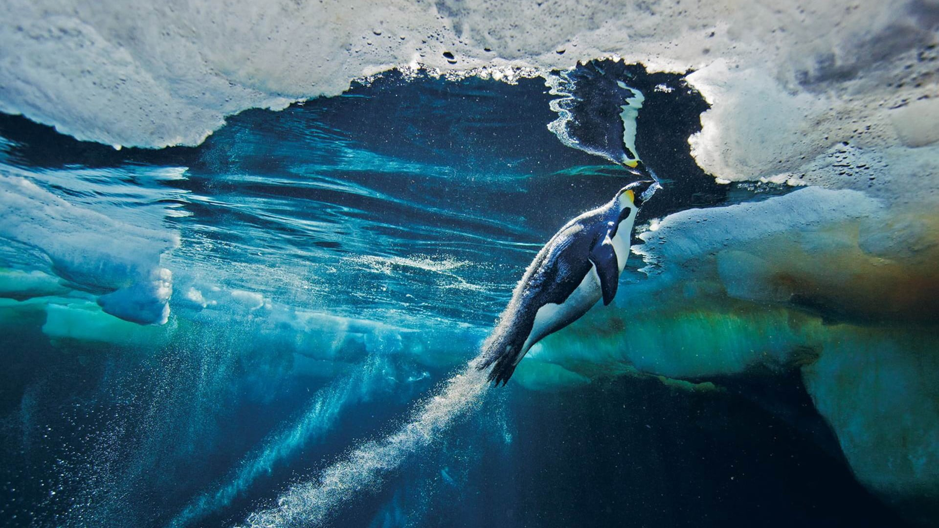 1920x1080 Black emperor penguin, animals, penguins, birds, underwater HD wallpaper |