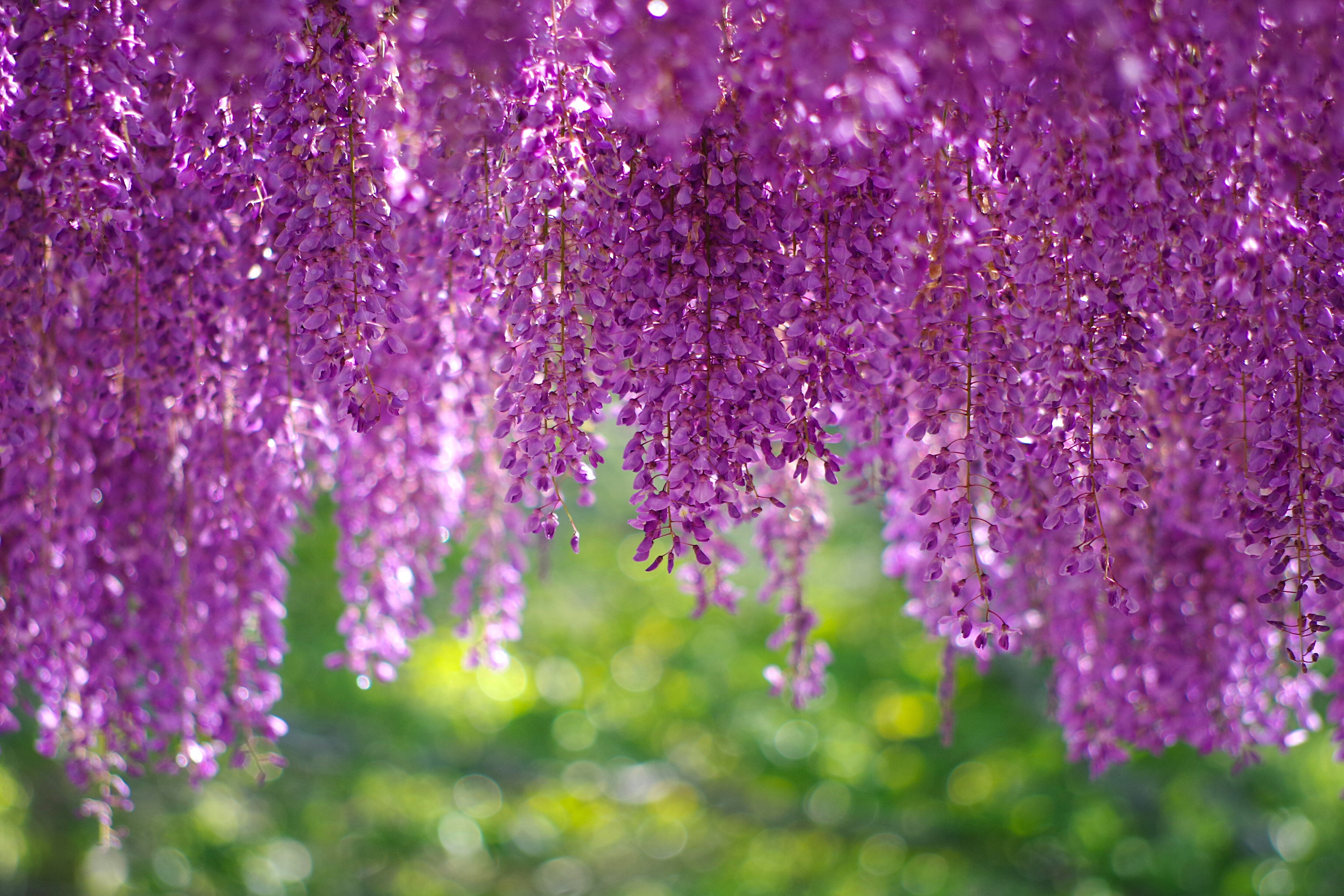 3072x2048 30+ Wisteria HD Wallpapers and Backgrounds