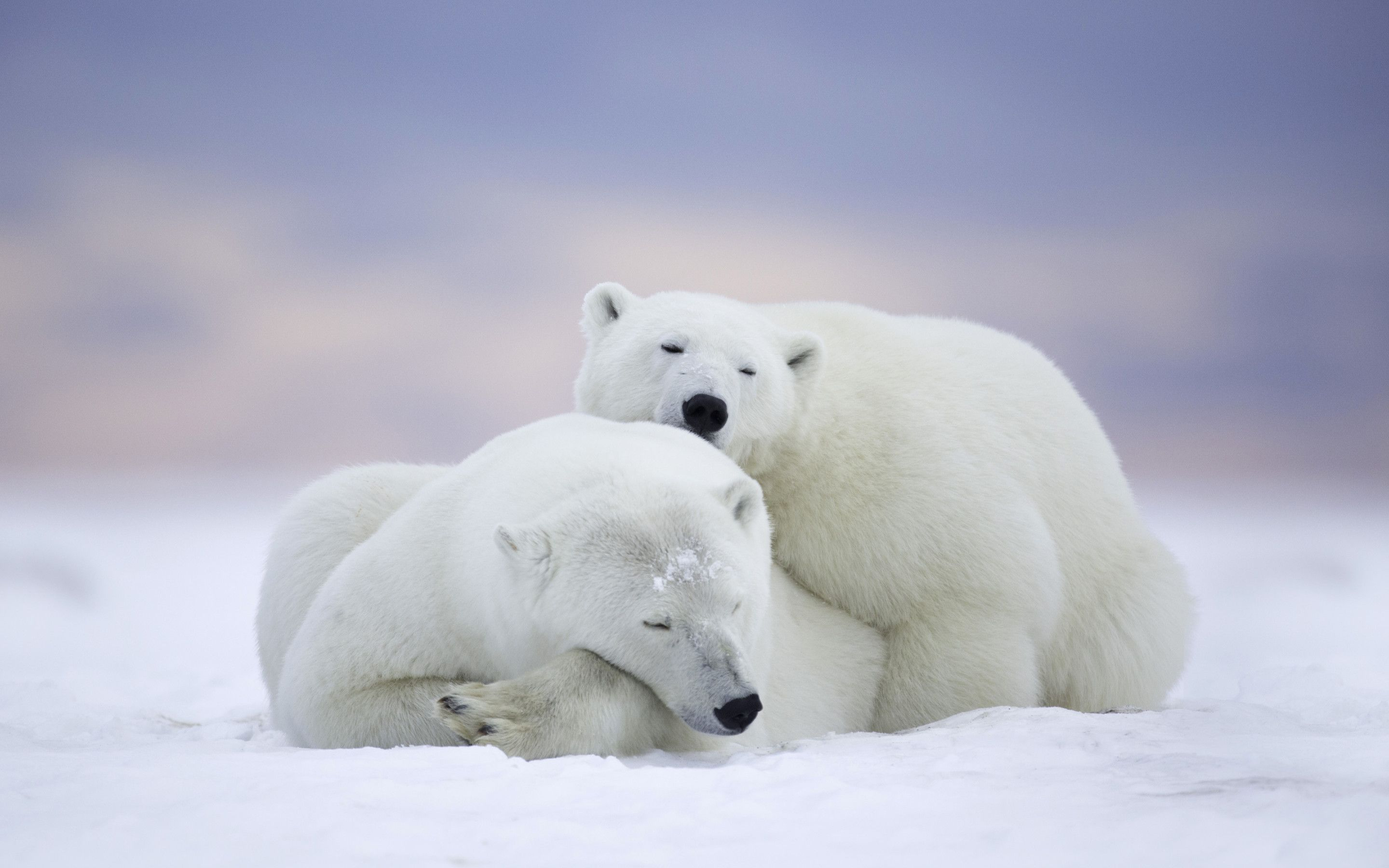 2880x1800 Polar Bear Wallpapers Top Free Polar Bear Backgrounds