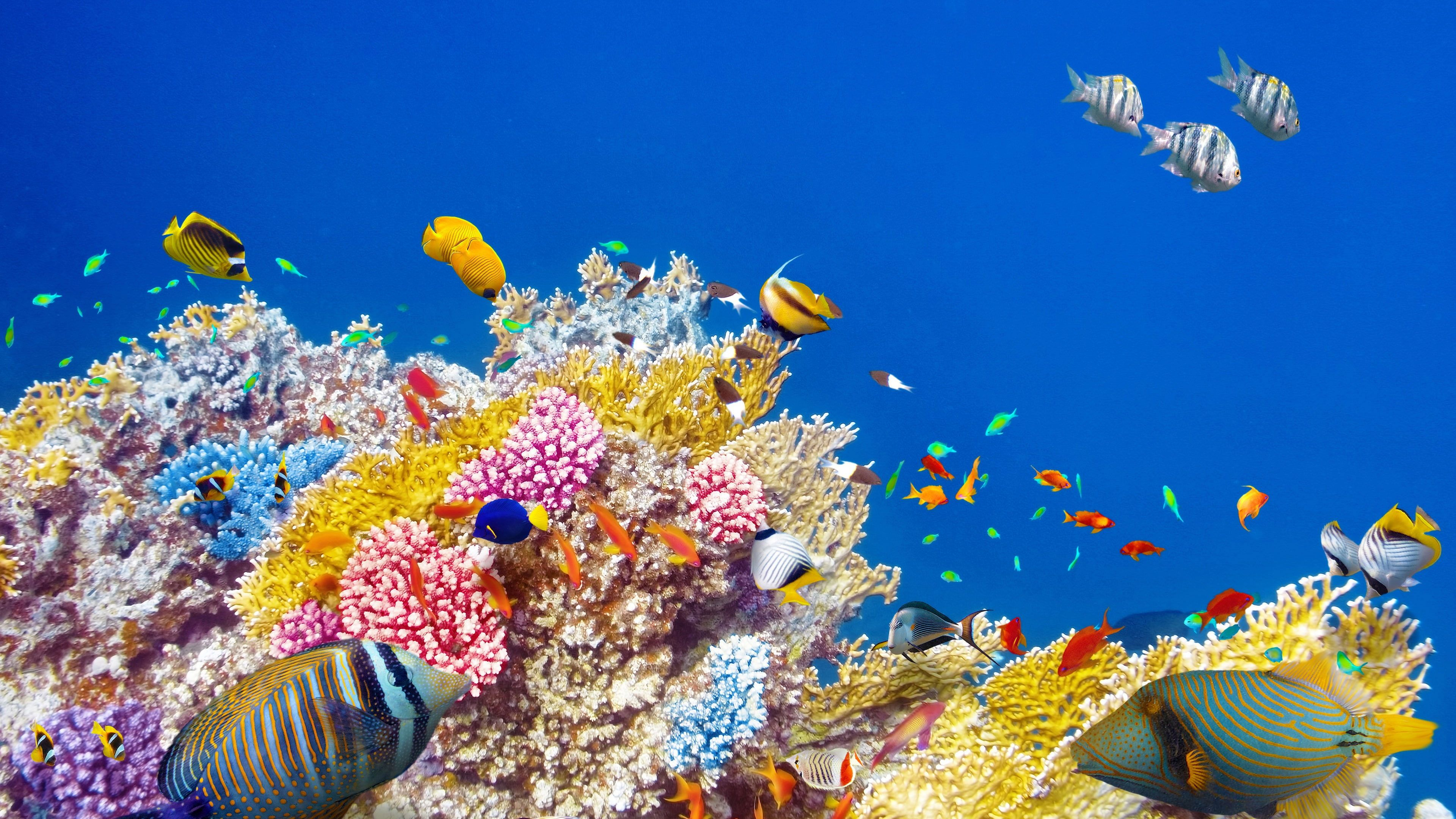 3840x2160 Underwater world wallpaper, coral, tropical fishes, colorful | Fish wallpaper, Tropical fish, World wallpaper